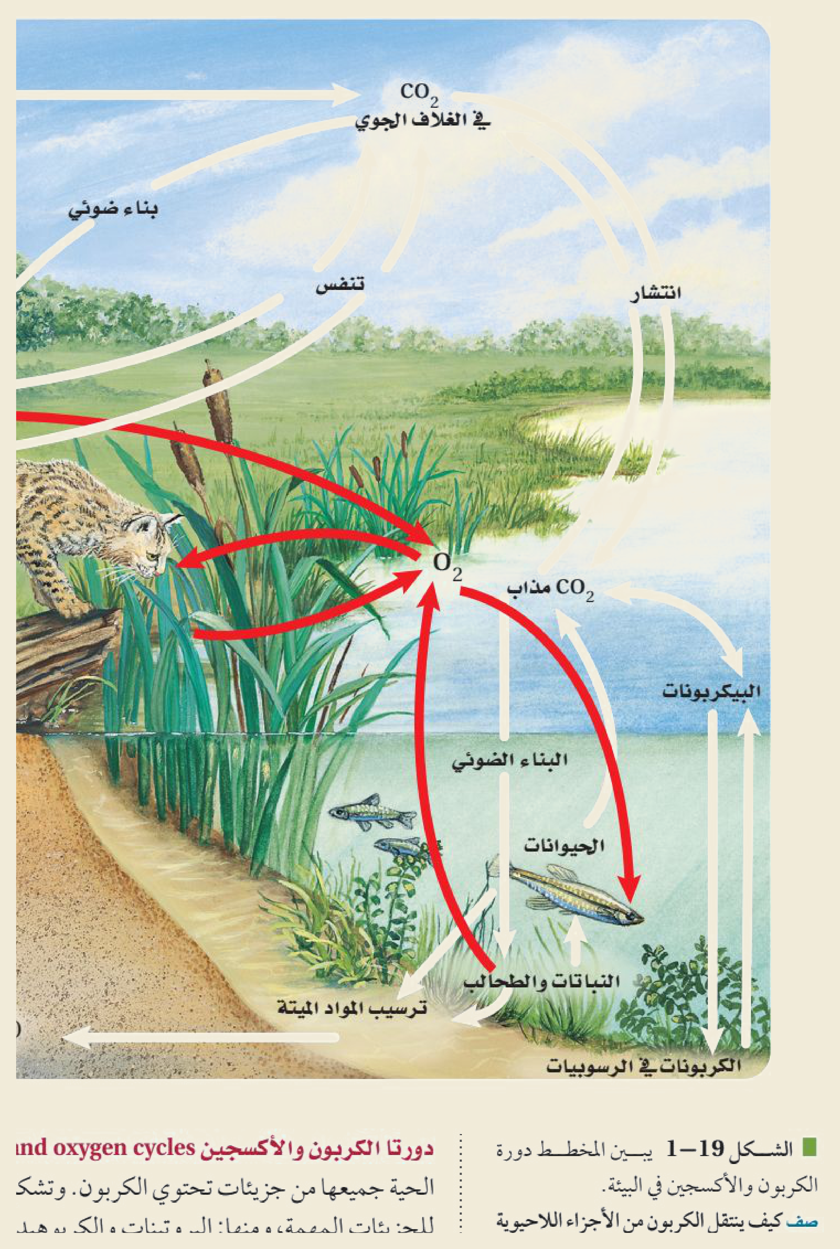 دورة الكربون والأكسجين (الشكل ١‑١٩ من كتاب علم البيئة): يدخل الكربونُ الغلافَ الجوي بصورة CO₂ ويخرج منه بالبناء الضوئي للنباتات والطحالب والتنفّس للحيوانات، ويُعيده احتراقُ الوقود الأحفوري (المتكوّن من ترسيب المواد الميتة) إلى الهواء.