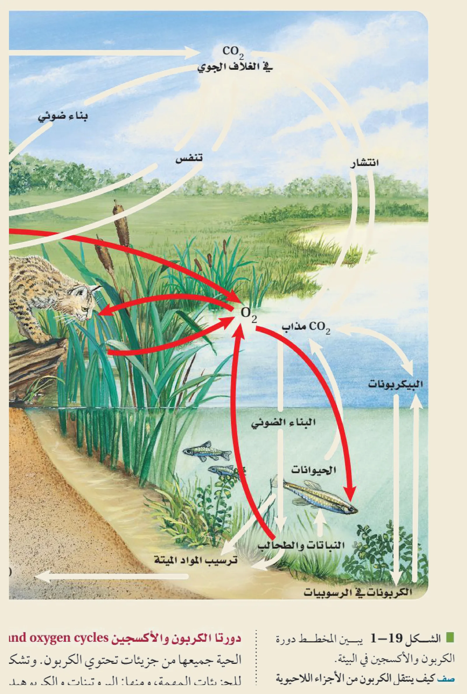 دورة الكربون والأكسجين (الشكل ١‑١٩ من كتاب علم البيئة): يدخل الكربونُ الغلافَ الجوي بصورة CO₂ ويخرج منه بالبناء الضوئي للنباتات والطحالب والتنفّس للحيوانات، ويُعيده احتراقُ الوقود الأحفوري (المتكوّن من ترسيب المواد الميتة) إلى الهواء.