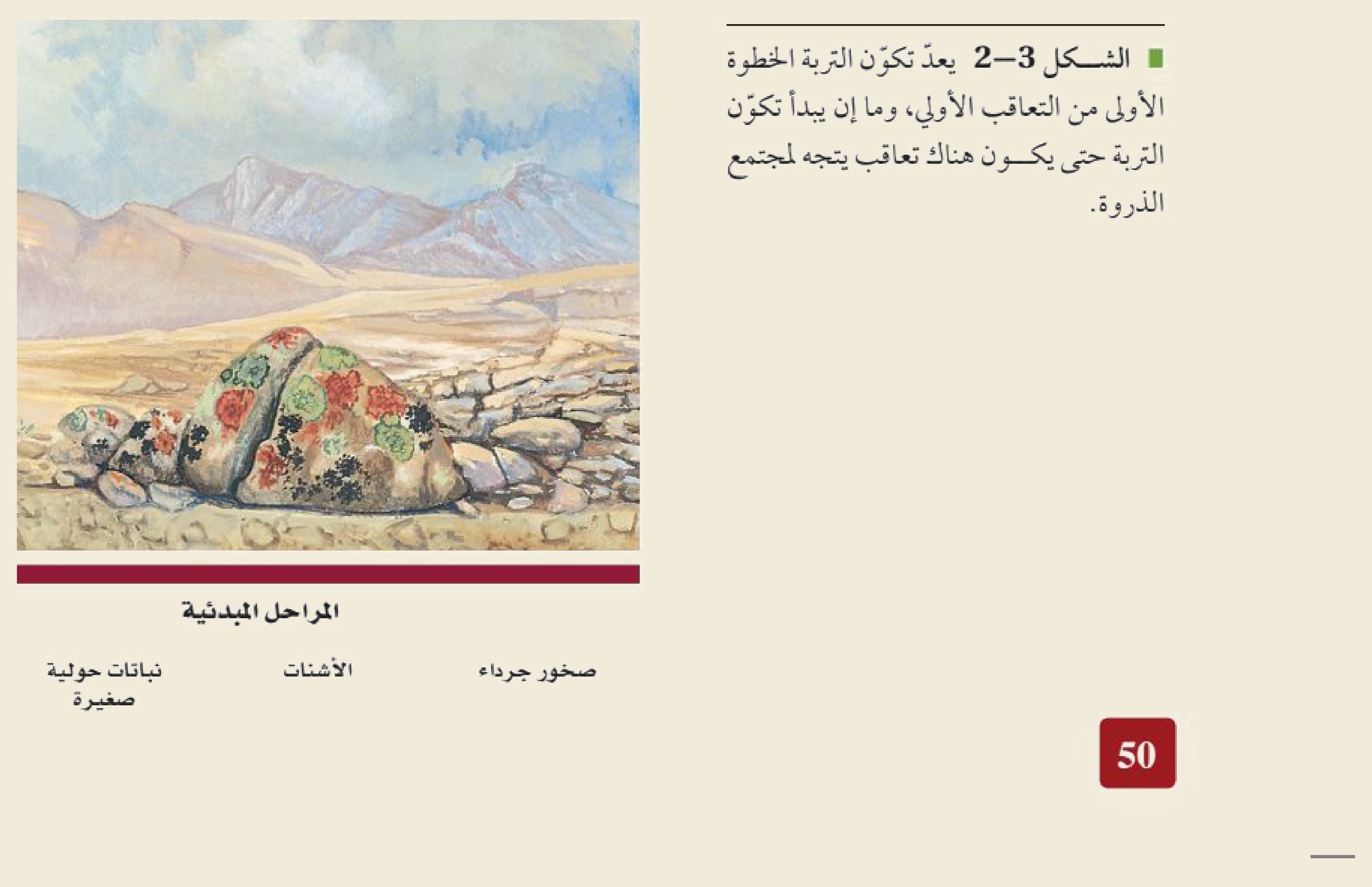 التعاقب البيئي الأوّلي (الشكل ٢‑٣ من كتاب علم البيئة): يبدأ على صخورٍ جرداء بلا تربة، فتستوطنها الأشناتُ (أنواعٌ رائدة) التي تُكوّن التربةَ تدريجيًّا، فتنمو نباتاتٌ حوليةٌ صغيرة حتى يتّجه المجتمعُ نحو مجتمع الذروة.
