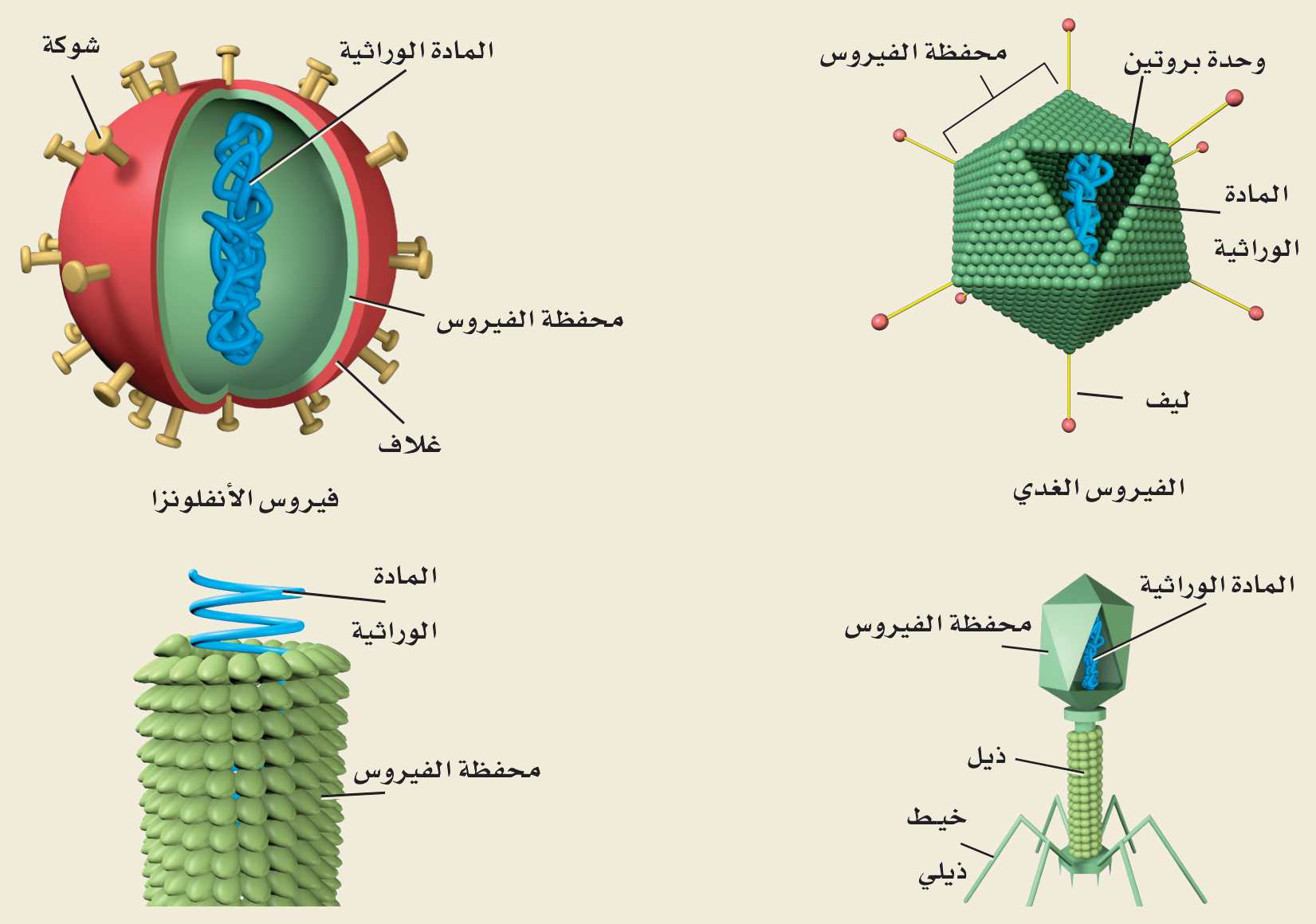 تركيب الفيروس (الشكل ٣‑١، كتاب الأحياء): المادة الوراثية داخل محفظةٍ بروتينية — في الأنفلونزا (غلاف وشوكة)، والفيروس الغدي، وفيروس تبرقش التبغ، والبكتيريوفاج (محفظة، ذيل، ألياف ذيلية).
