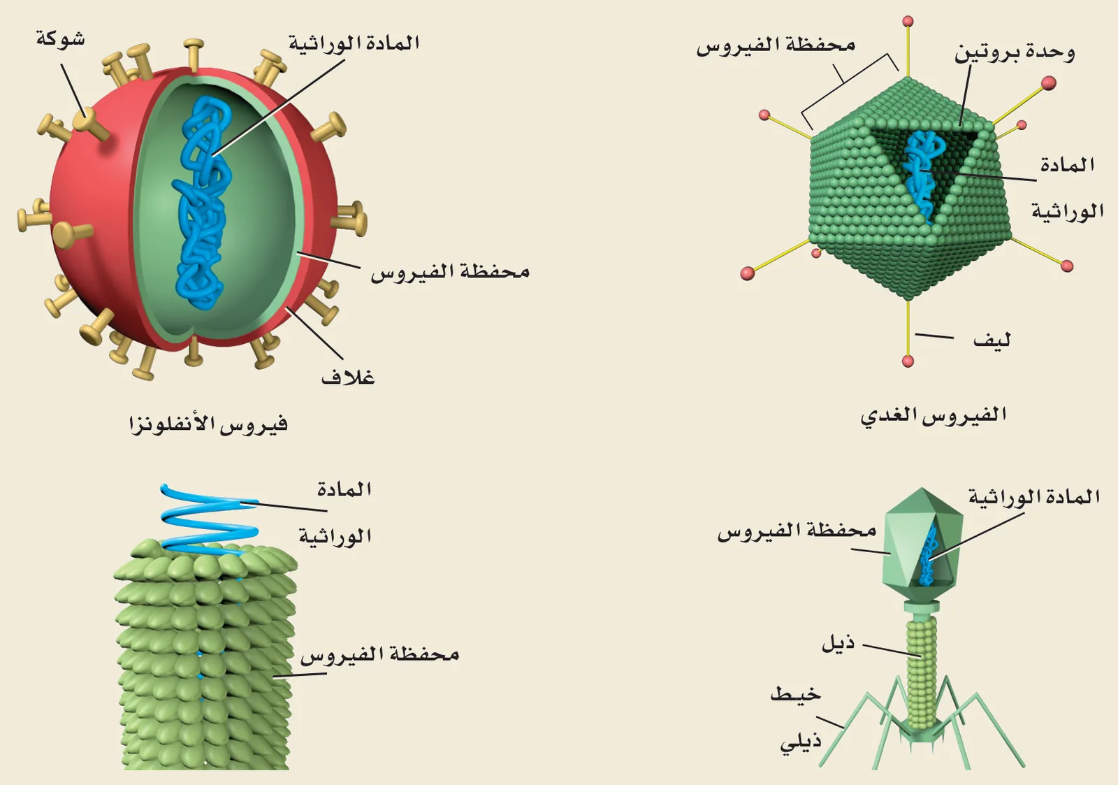 تركيب الفيروس (الشكل ٣‑١، كتاب الأحياء): المادة الوراثية داخل محفظةٍ بروتينية — في الأنفلونزا (غلاف وشوكة)، والفيروس الغدي، وفيروس تبرقش التبغ، والبكتيريوفاج (محفظة، ذيل، ألياف ذيلية).