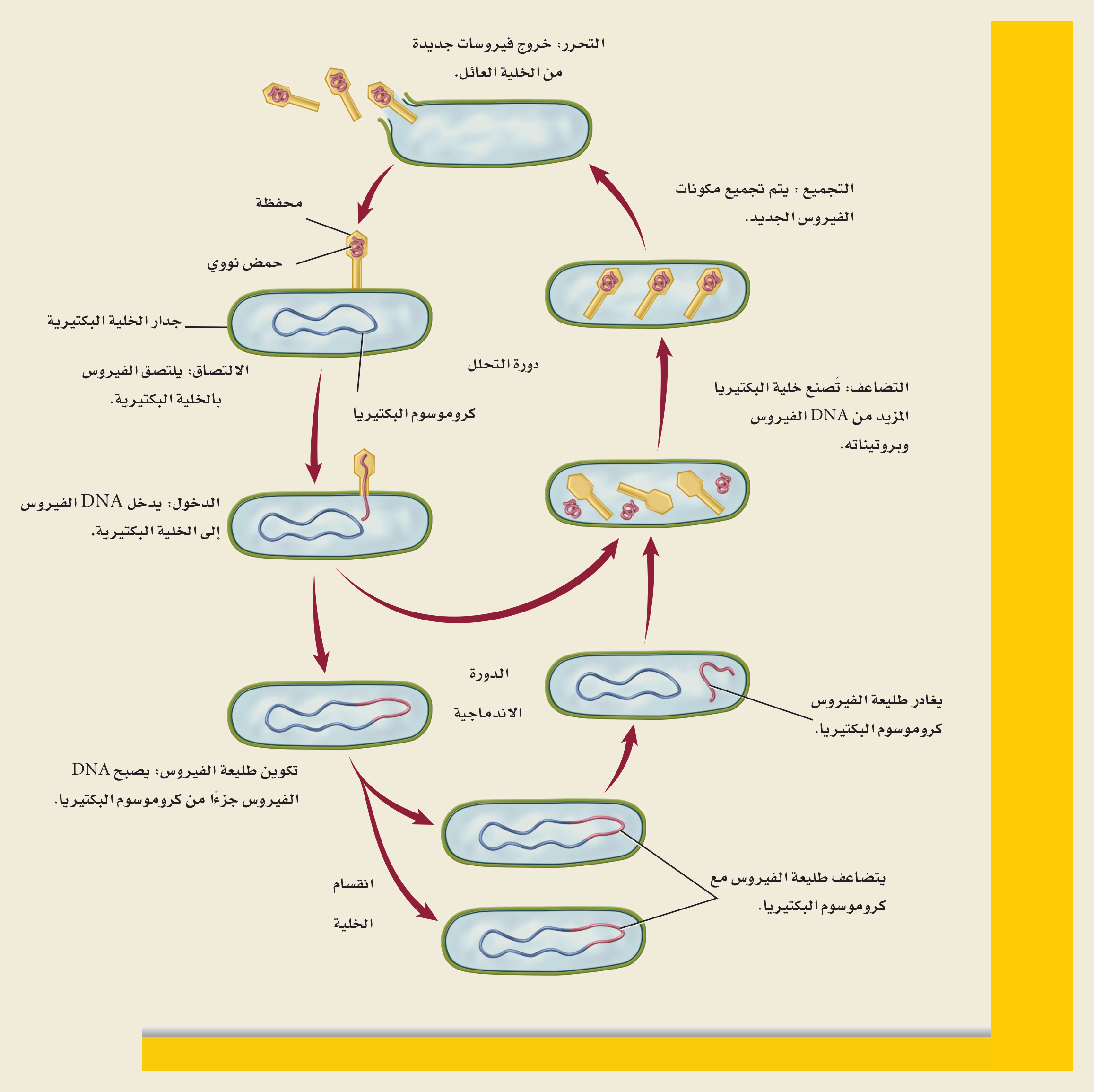 دورة تكاثر الفيروس (الشكل ٣‑٢، كتاب الأحياء): الدورة الاندحالية (الالتصاق، الدخول، التضاعف، التجميع، التحرر) والاندماجية (اندماج DNA الفيروس مع كروموسوم الخلية).