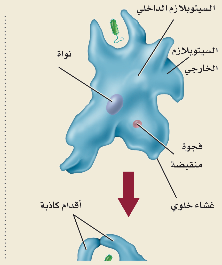 الأميبا (الشكل ٤‑٦، كتاب الأحياء): السيتوبلازم الداخلي والخارجي، النواة، الفجوة المنقبضة، الغشاء الخلوي، والأقدام الكاذبة للحركة والتغذية بالالتقام الخلوي.