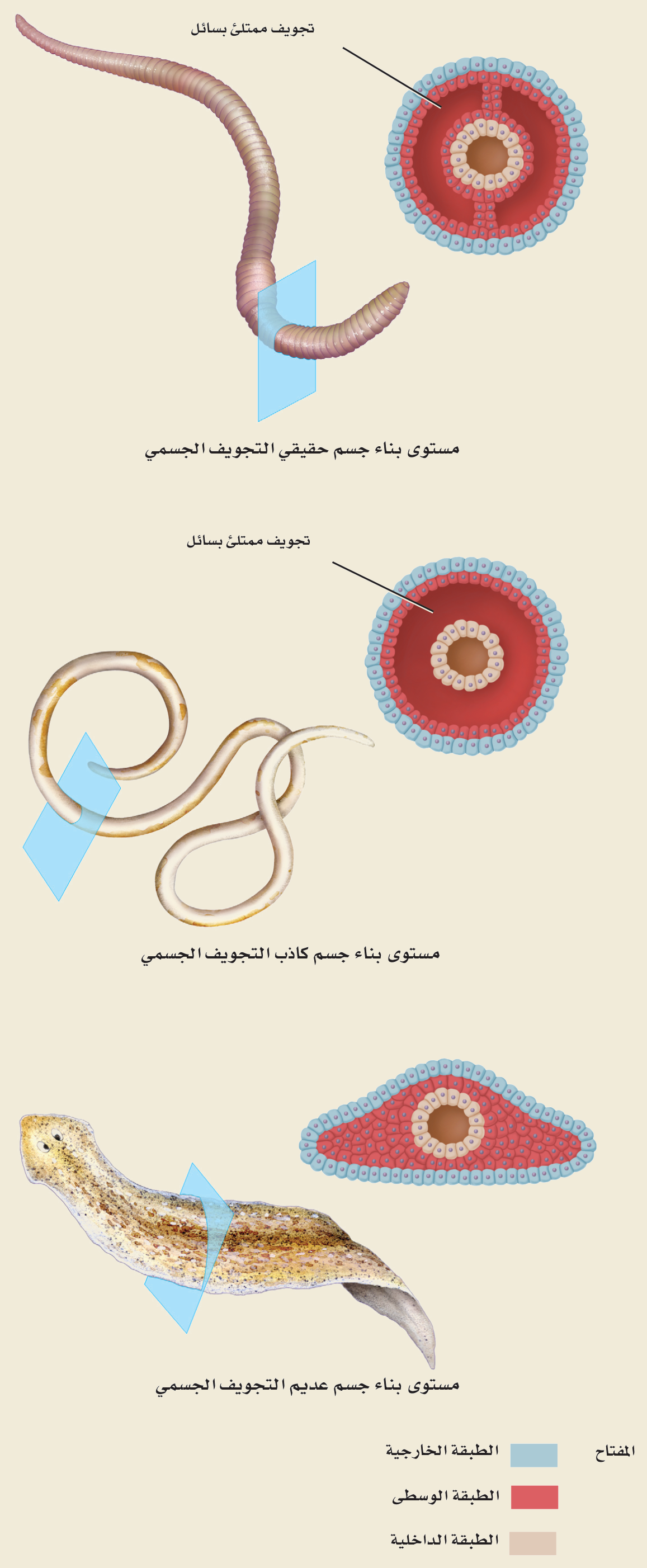 التجويف الجسمي (الشكل ٦‑١٠، كتاب الأحياء): حقيقي التجويف (دودة الأرض)، كاذب التجويف (الأسطوانية)، عديم التجويف (المفلطحة) — بمفتاح الطبقات الجنينية (الخارجية، الوسطى، الداخلية).