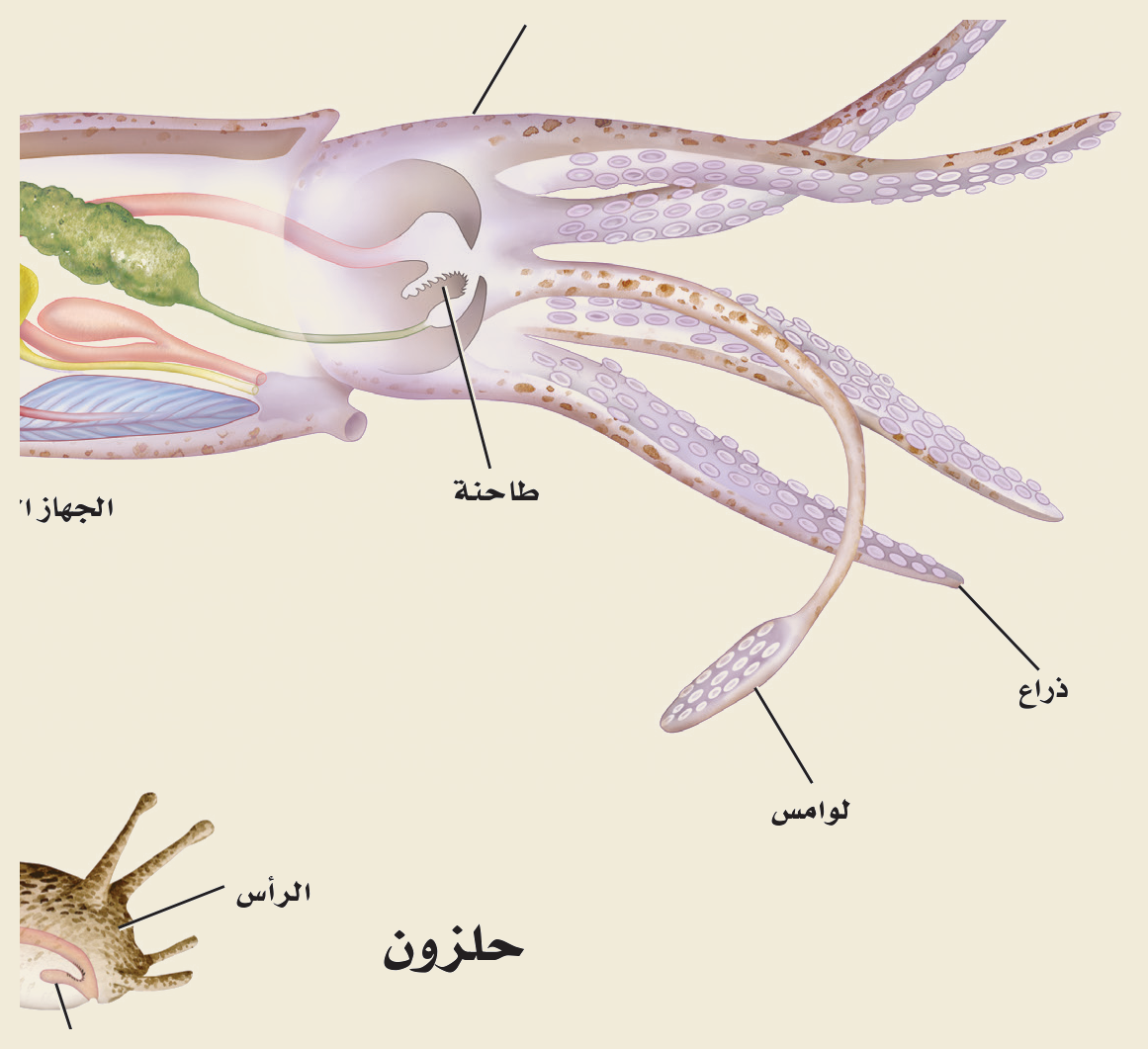 الرخويات (الشكل ١٣‑٧، كتاب الأحياء): الحبّار (رأسيّ القدم) بأذرعه ولوامسه وطاحنته، والحلزون (بطنيّ القدم) برأسه وطاحنته — ولكليهما القدمُ العضلية والعباءة.