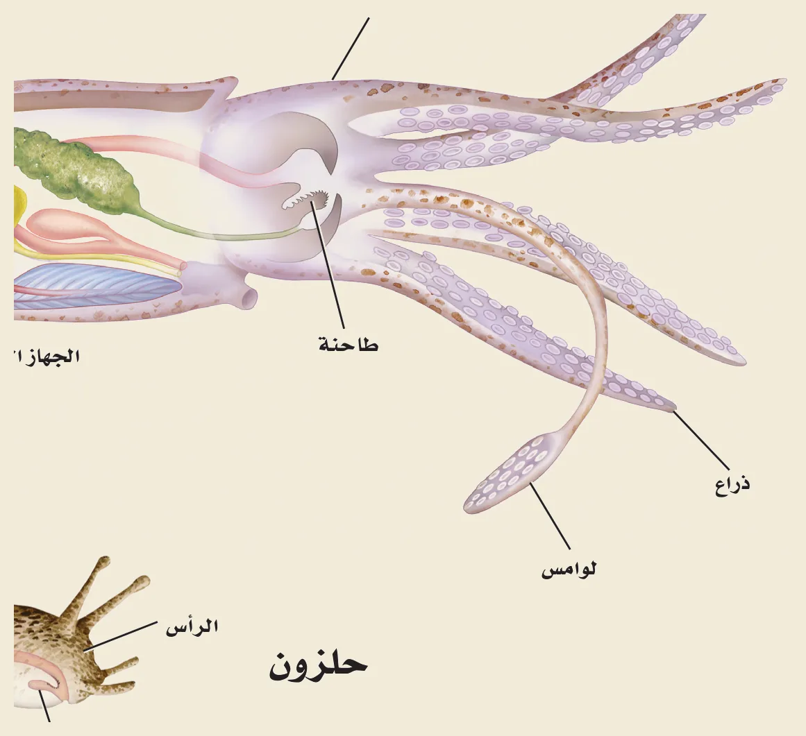 الرخويات (الشكل ١٣‑٧، كتاب الأحياء): الحبّار (رأسيّ القدم) بأذرعه ولوامسه وطاحنته، والحلزون (بطنيّ القدم) برأسه وطاحنته — ولكليهما القدمُ العضلية والعباءة.