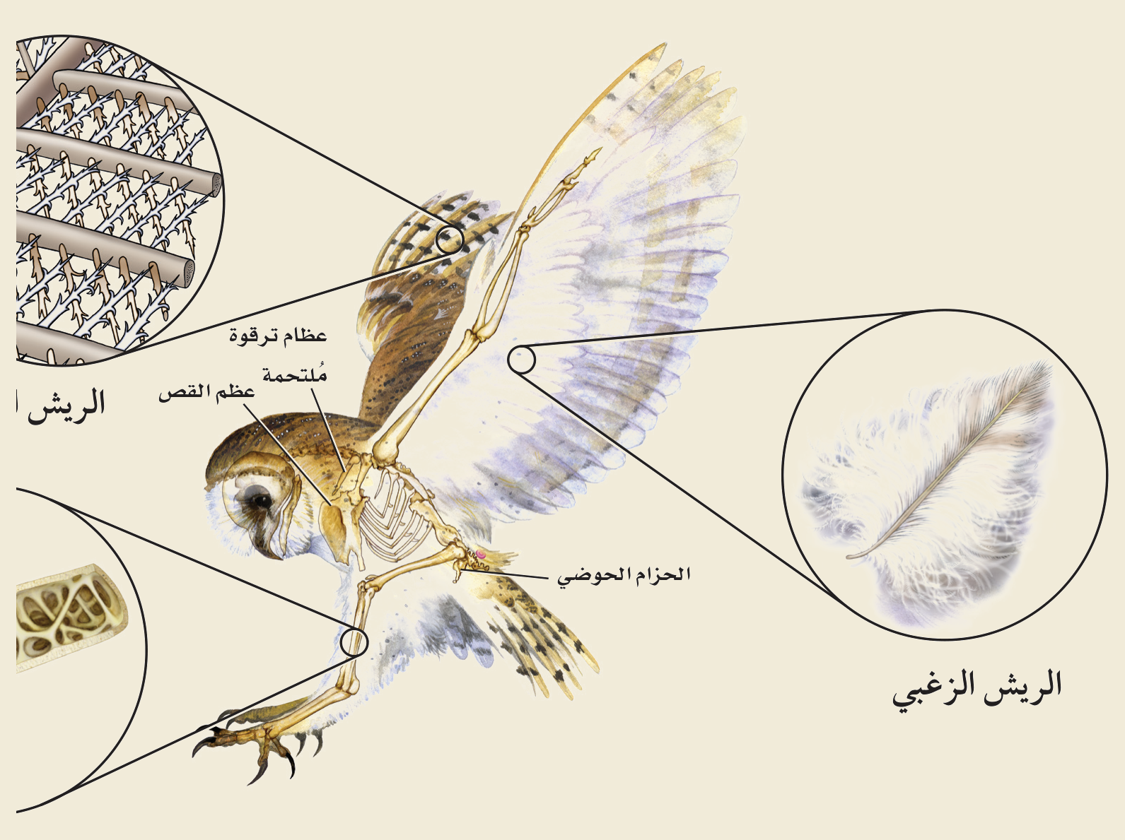تكيّفات الطيور للطيران (الشكل ١٤‑٣، كتاب الأحياء): عظامٌ مجوّفة خفيفة، وعظمُ القصّ (عارضة) لالتصاق عضلات الطيران، وعظامُ الترقوة الملتحمة — والريشُ نوعان: الريش المحيطي للطيران والريش الزغبي العازل للحرارة.