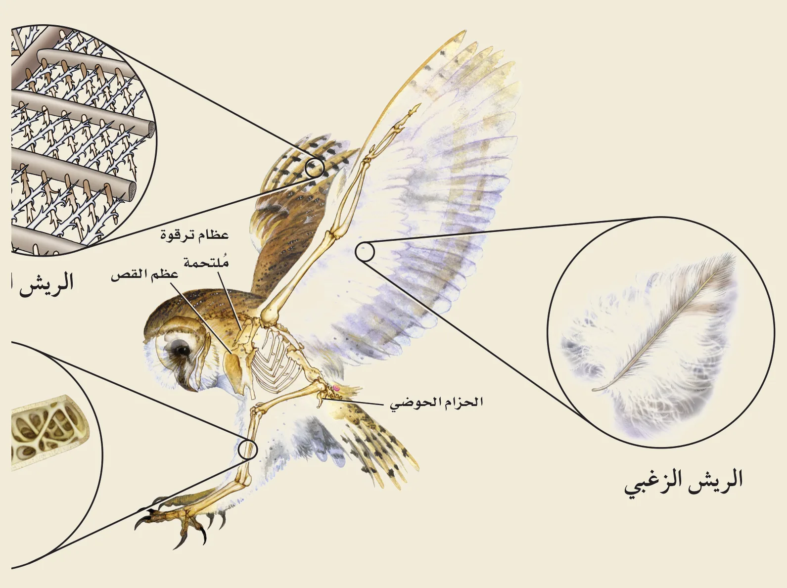 تكيّفات الطيور للطيران (الشكل ١٤‑٣، كتاب الأحياء): عظامٌ مجوّفة خفيفة، وعظمُ القصّ (عارضة) لالتصاق عضلات الطيران، وعظامُ الترقوة الملتحمة — والريشُ نوعان: الريش المحيطي للطيران والريش الزغبي العازل للحرارة.