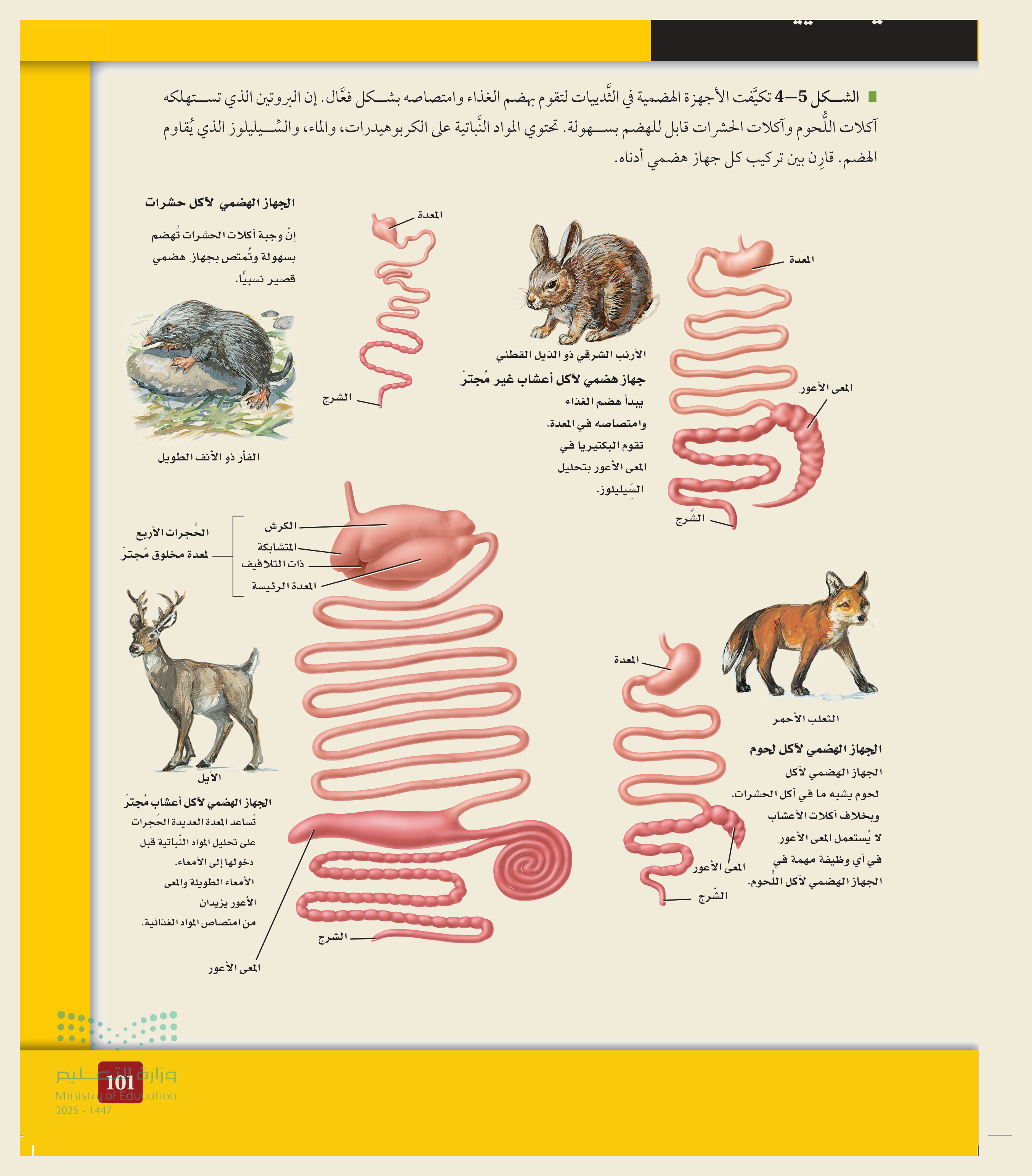 الأجهزة الهضمية في الثدييات (الشكل ٥‑٤، كتاب الأحياء): يتكيّف طولُ القناة الهضمية وتعقيدُها مع الغذاء — آكلُ الأعشاب غير المجترّ (الأرنب، بمعًى أعورَ طويل)، والمجترُّ (بحجراتٍ معدية)، وآكلُ اللحوم (قناةٌ قصيرة).