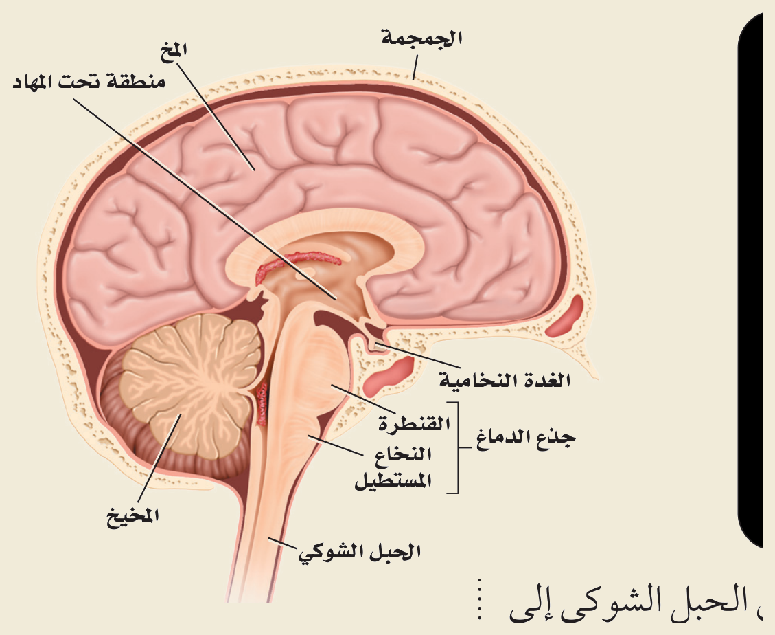 الدماغ (كتاب الأحياء): المخ، المخيخ، منطقة تحت المهاد، الغدة النخامية، جذع الدماغ (القنطرة والنخاع المستطيل)، والحبل الشوكي.