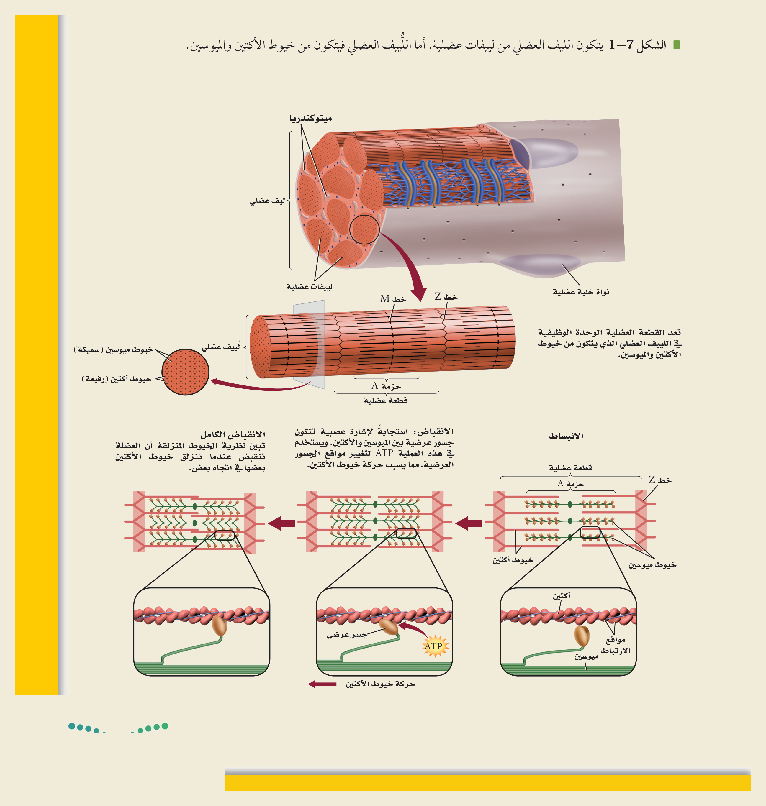 العضلة الهيكلية والانزلاق الخيطي (الشكل ٧‑١، كتاب الأحياء): الليف العضلي والقطعة العضلية (خط Z، خط M، حزمة A، خيوط الميوسين السميكة والأكتين الرفيعة)، وآلية الانقباض بانزلاق الخيوط مستعملةً ATP.