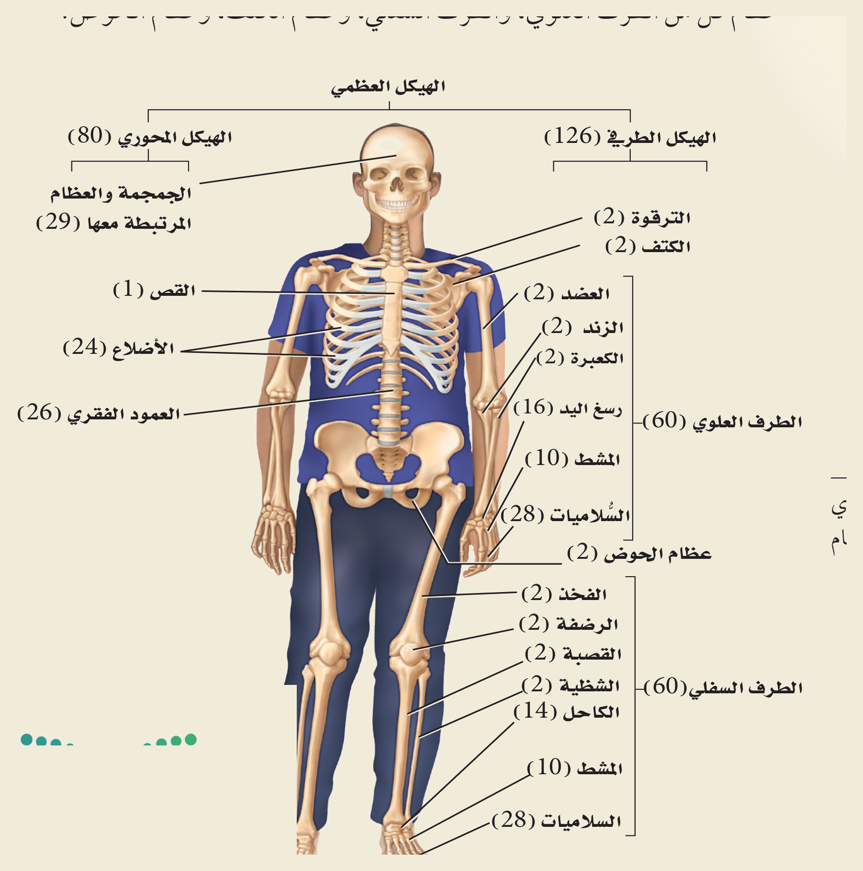الهيكل العظمي (الشكل ١‑١، كتاب الأحياء): الهيكل المحوري (٨٠ عظمة) والطرفي (١٢٦) — الجمجمة، القص، الأضلاع، العمود الفقري، الترقوة، الكتف، العضد، الزند، الكعبرة، الرسغ، المشط، السلاميات، الحوض، الفخذ، الرضفة، القصبة، الشظية، الكاحل.