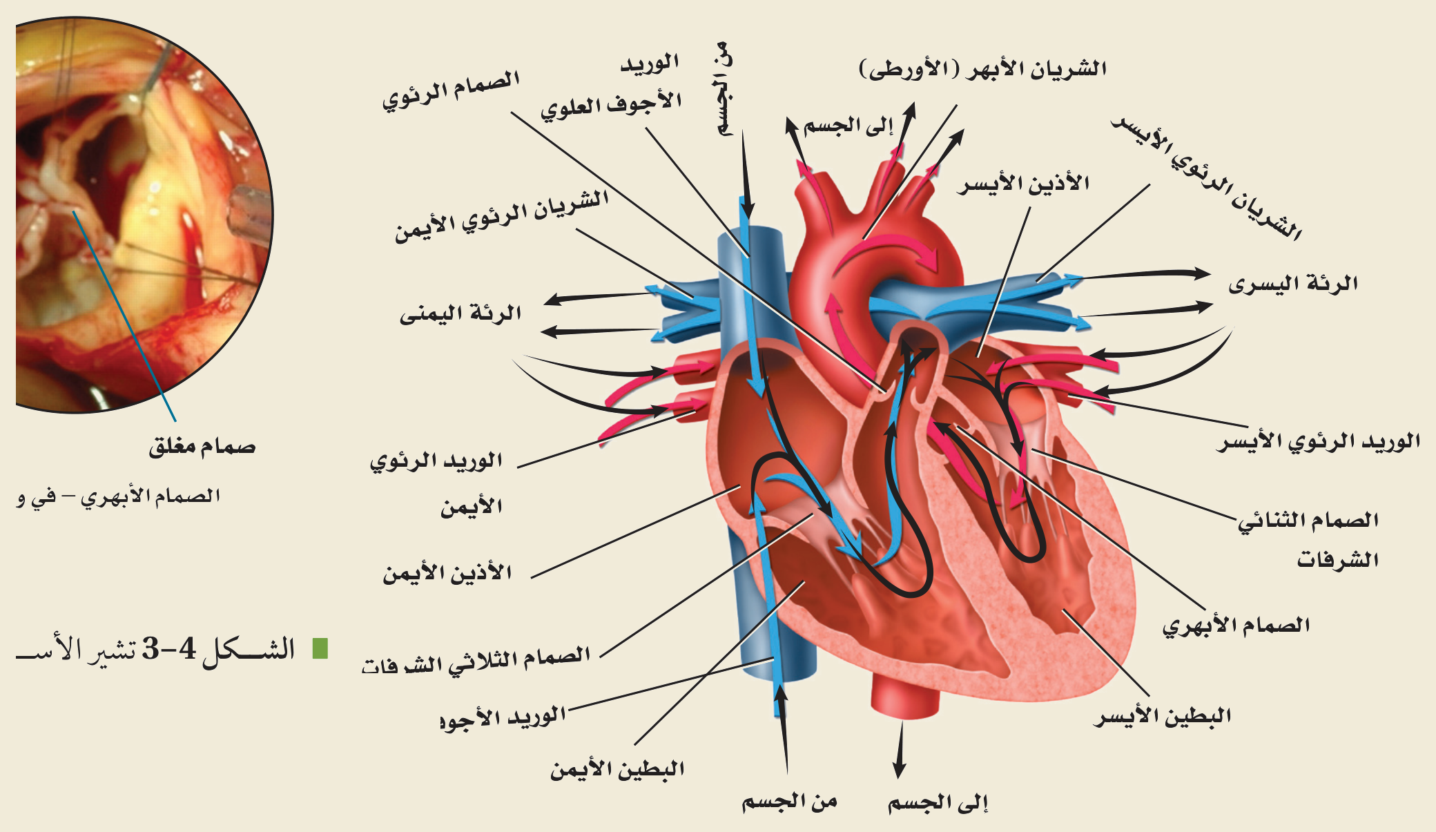 تركيب القلب (الشكل ٤‑٣، كتاب الأحياء): الحجرات الأربع (الأذينان والبطينان)، والصمامات الأربعة (الثلاثي الشرفات، الثنائي الشرفات، الرئوي، الأبهري)، والأوعية الكبرى (الأبهر، الشريان الرئوي، الوريد الأجوف، الأوردة الرئوية).