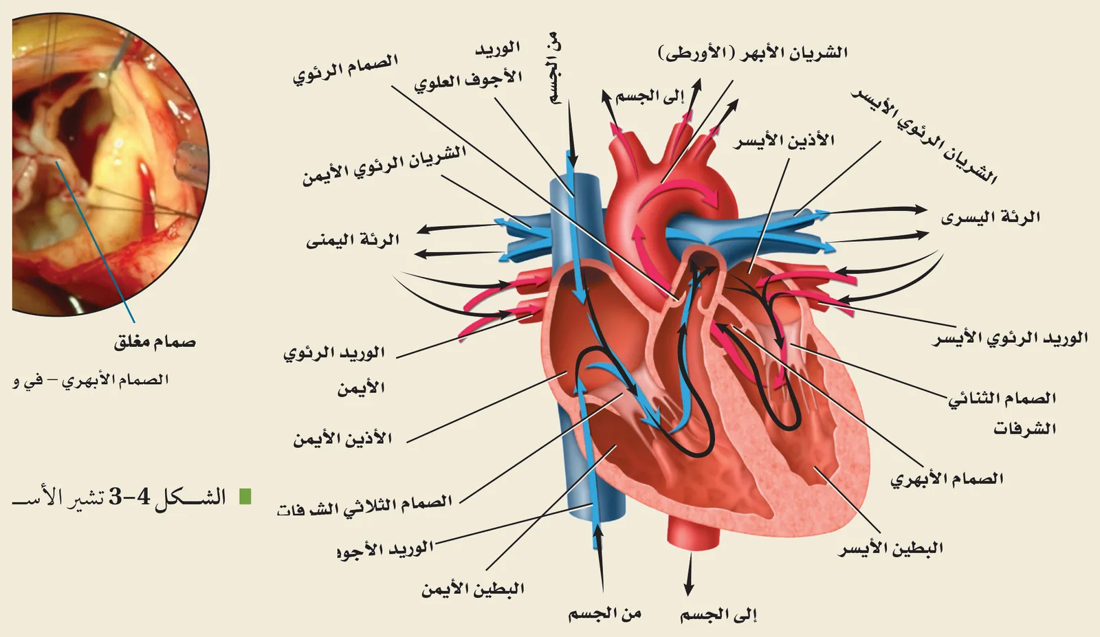 تركيب القلب (الشكل ٤‑٣، كتاب الأحياء): الحجرات الأربع (الأذينان والبطينان)، والصمامات الأربعة (الثلاثي الشرفات، الثنائي الشرفات، الرئوي، الأبهري)، والأوعية الكبرى (الأبهر، الشريان الرئوي، الوريد الأجوف، الأوردة الرئوية).