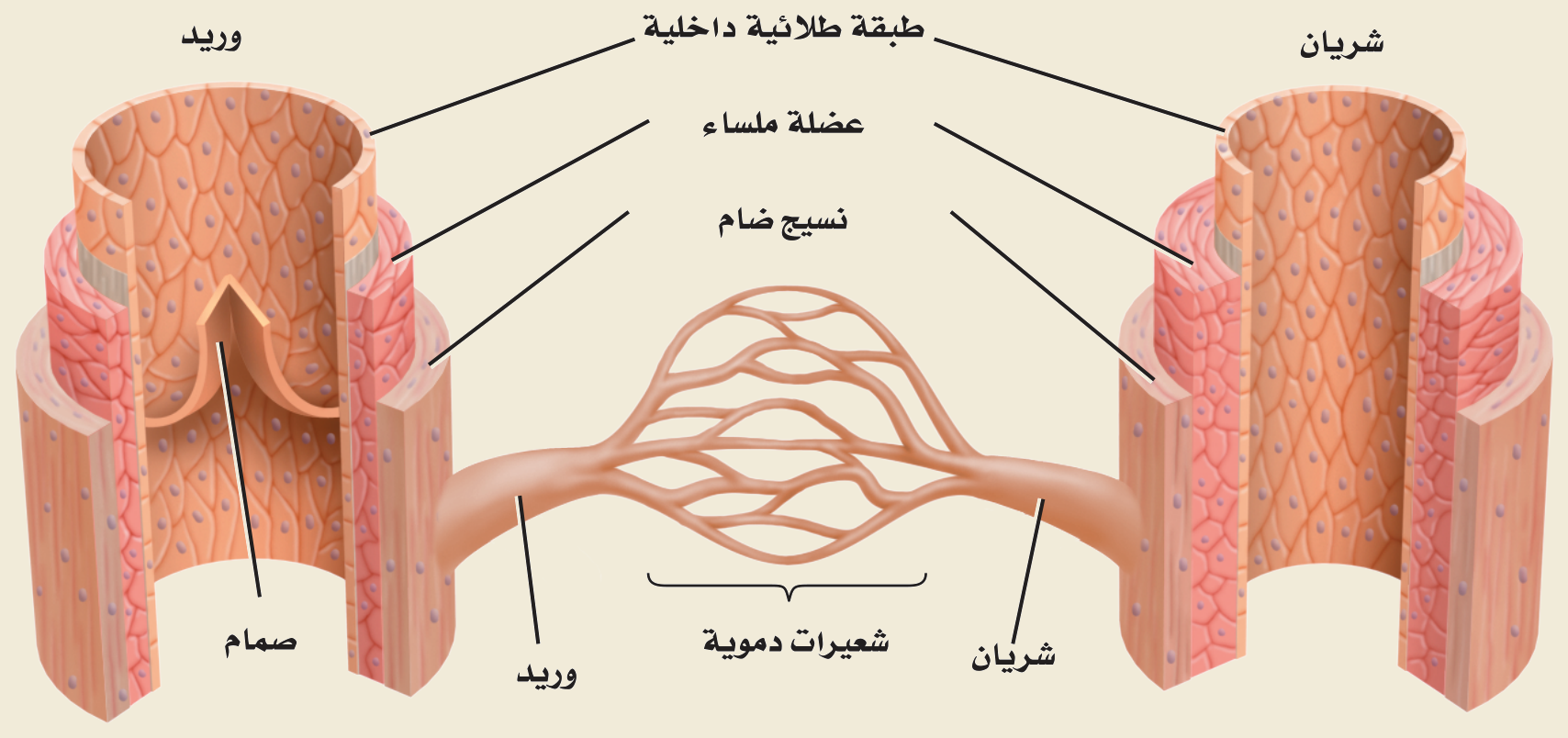 الأوعية الدموية (الشكل ٣‑٢، كتاب الأحياء): الشريان (جدارٌ سميكٌ بعضلةٍ ملساء ونسيجٍ ضام)، والوريد (بصمامات)، والشعيرة الدموية (طبقةٌ طلائيةٌ واحدة لتبادل المواد).