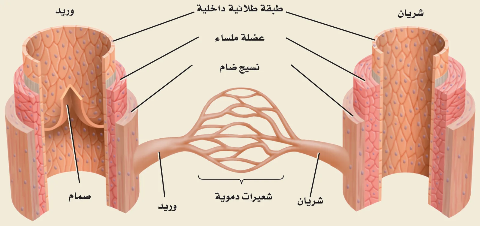 الأوعية الدموية (الشكل ٣‑٢، كتاب الأحياء): الشريان (جدارٌ سميكٌ بعضلةٍ ملساء ونسيجٍ ضام)، والوريد (بصمامات)، والشعيرة الدموية (طبقةٌ طلائيةٌ واحدة لتبادل المواد).