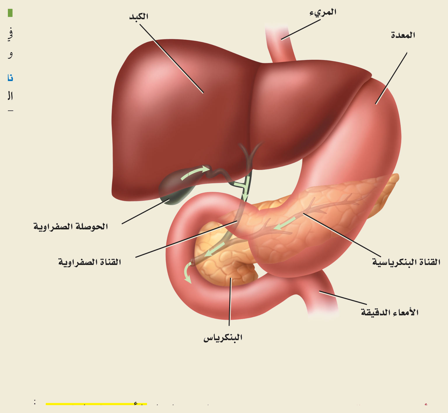 الجهاز الهضمي والأعضاء الملحقة (الشكل ٤‑٤، كتاب الأحياء): المريء والمعدة والأمعاء الدقيقة، والكبدُ والحوصلة الصفراوية والبنكرياس التي تصبّ عصاراتها عبر القناة البنكرياسية والقناة الصفراوية لإتمام الهضم.
