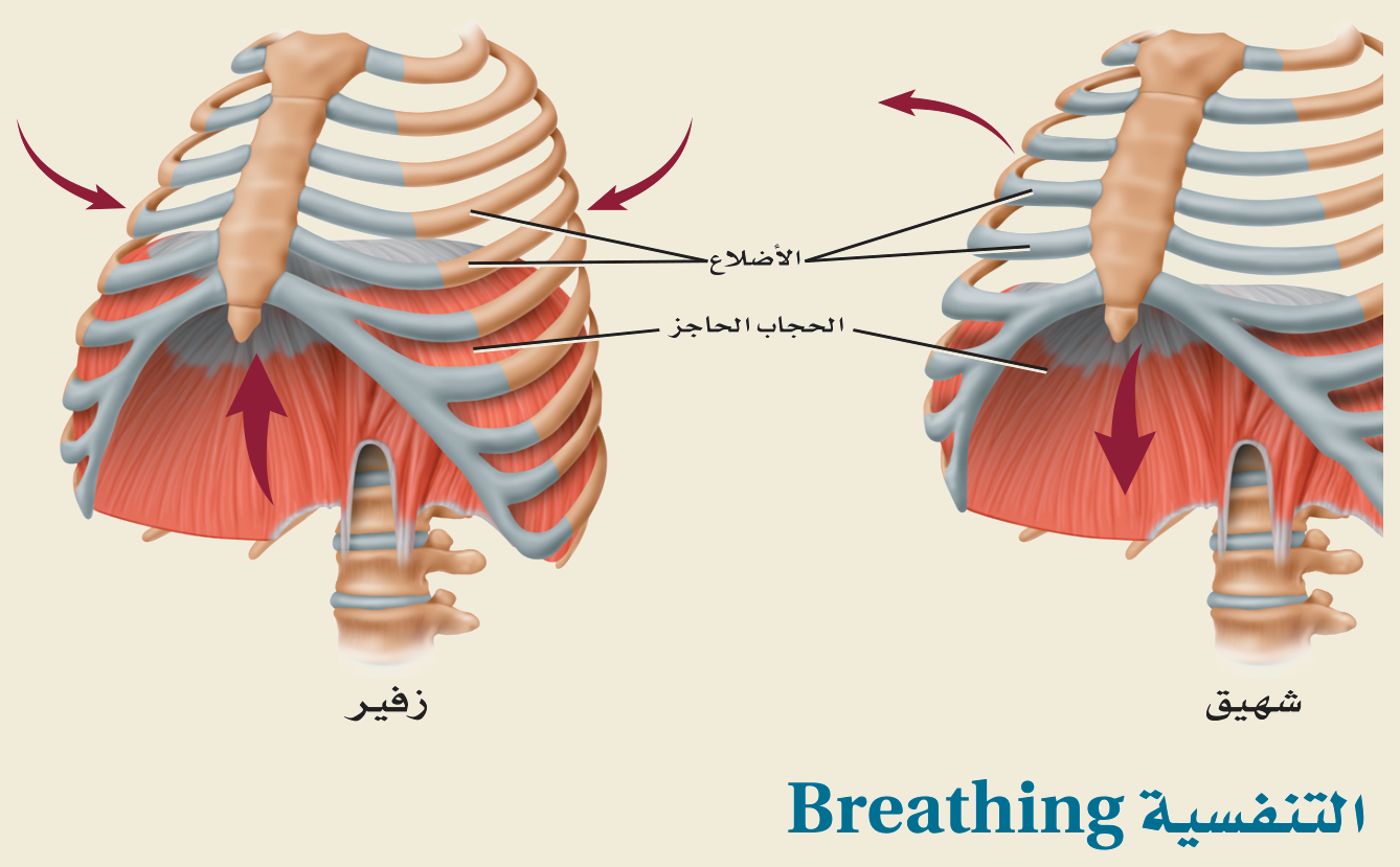 الشهيق والزفير (الشكل ٣‑١٣، كتاب الأحياء): في الشهيق ينقبض الحجاب الحاجز فيتّسع القفص الصدري ويدخل الهواء، وفي الزفير ينبسط فيخرج.