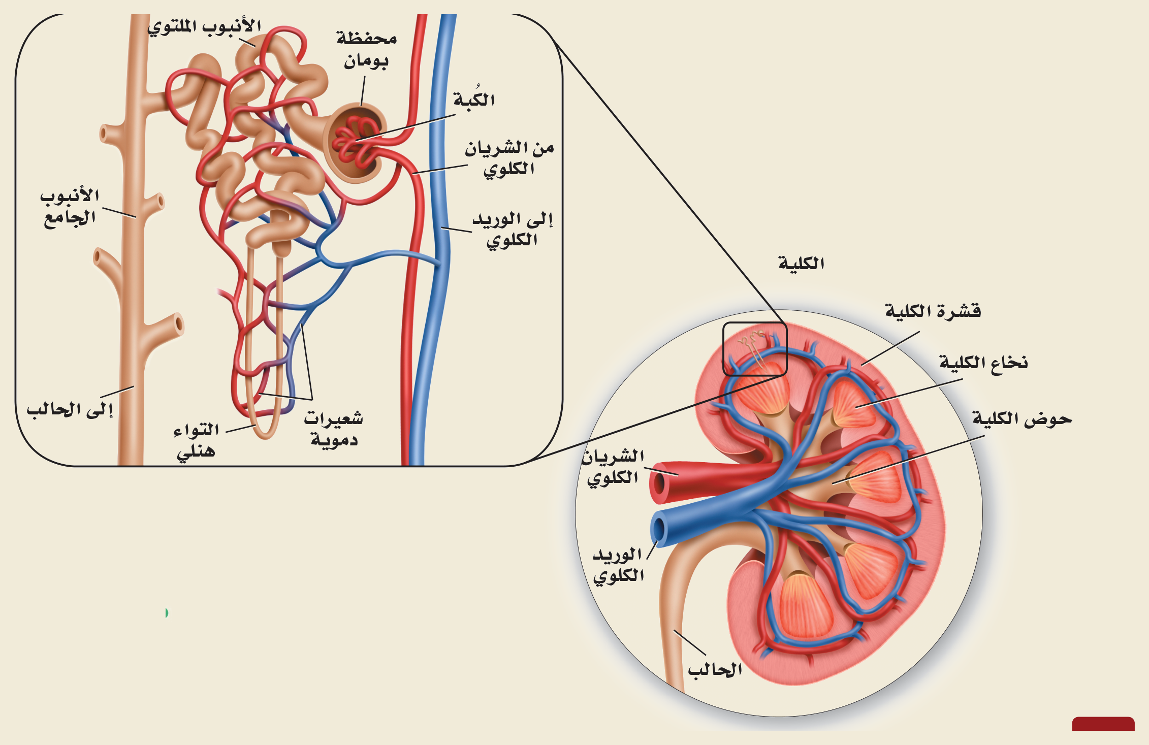 الكلية والنفرون (الشكل ٣‑١٦، كتاب الأحياء): النفرون (الكُبّة، محفظة بومان، الأنبوب الملتوي، التواء هنلي، الأنبوب الجامع) ضمن الكلية (قشرة، نخاع، حوض، الشريان والوريد الكلوي، الحالب).