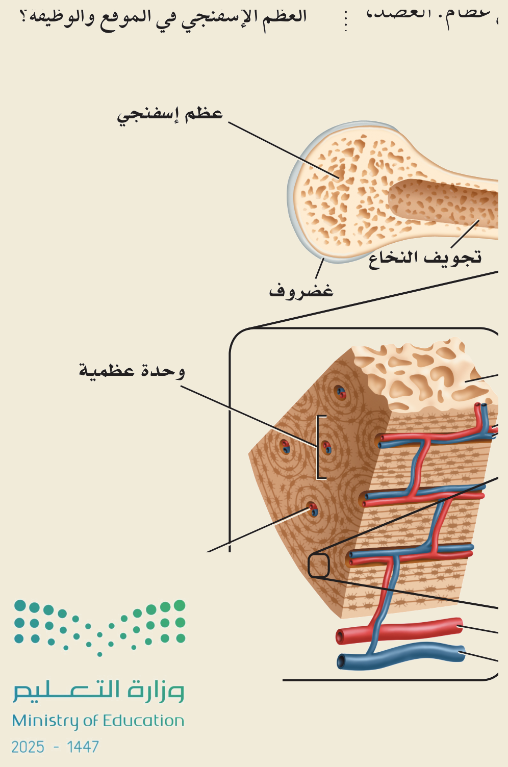 تركيب العظم (الشكل ١‑٢، كتاب الأحياء): العظمُ الإسفنجي وتجويفُ النخاع والغضروف، والوحدةُ العظمية (نظام هافرس) بأوعيتها الدموية وخلاياها العظمية.