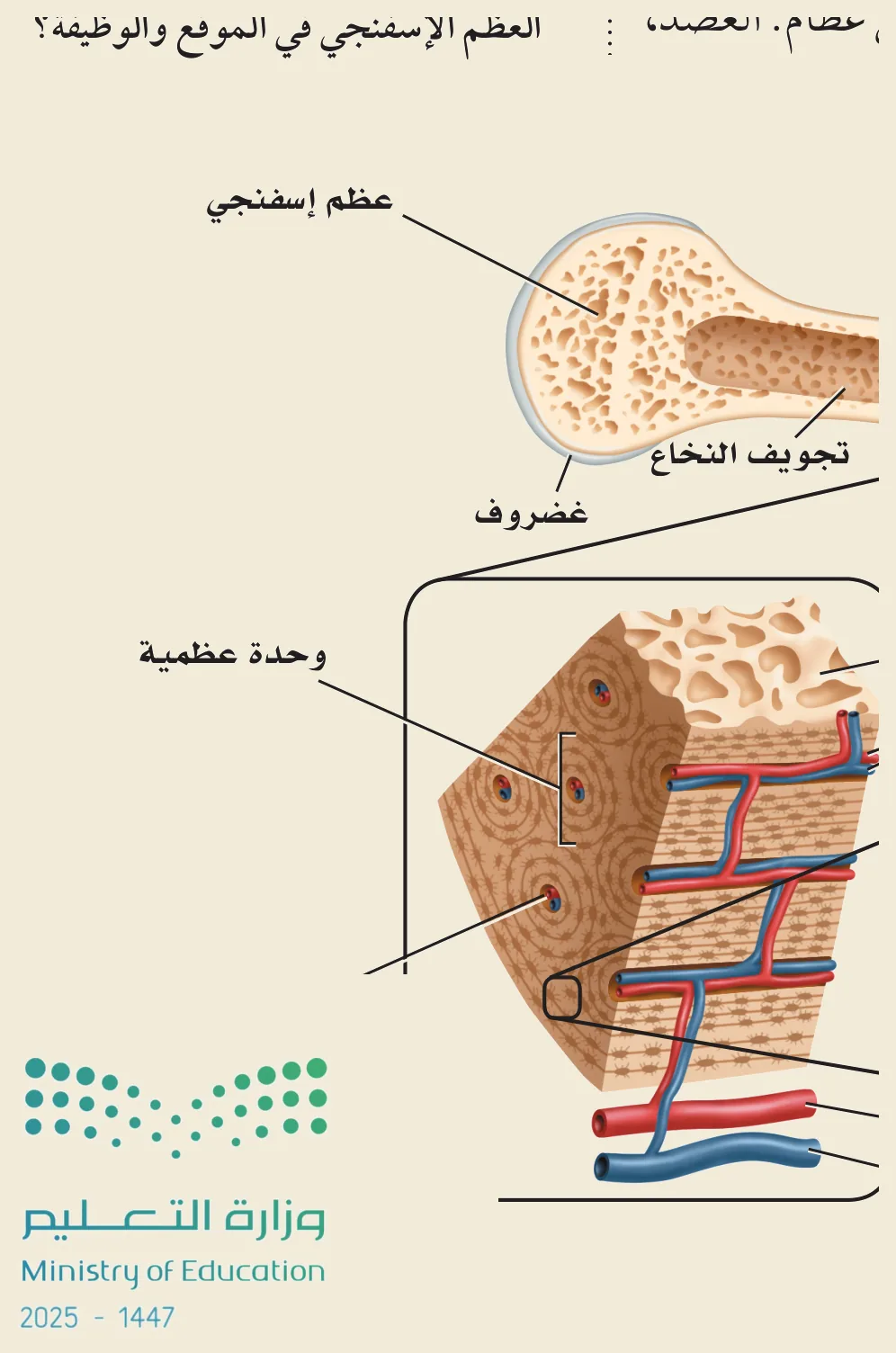 تركيب العظم (الشكل ١‑٢، كتاب الأحياء): العظمُ الإسفنجي وتجويفُ النخاع والغضروف، والوحدةُ العظمية (نظام هافرس) بأوعيتها الدموية وخلاياها العظمية.