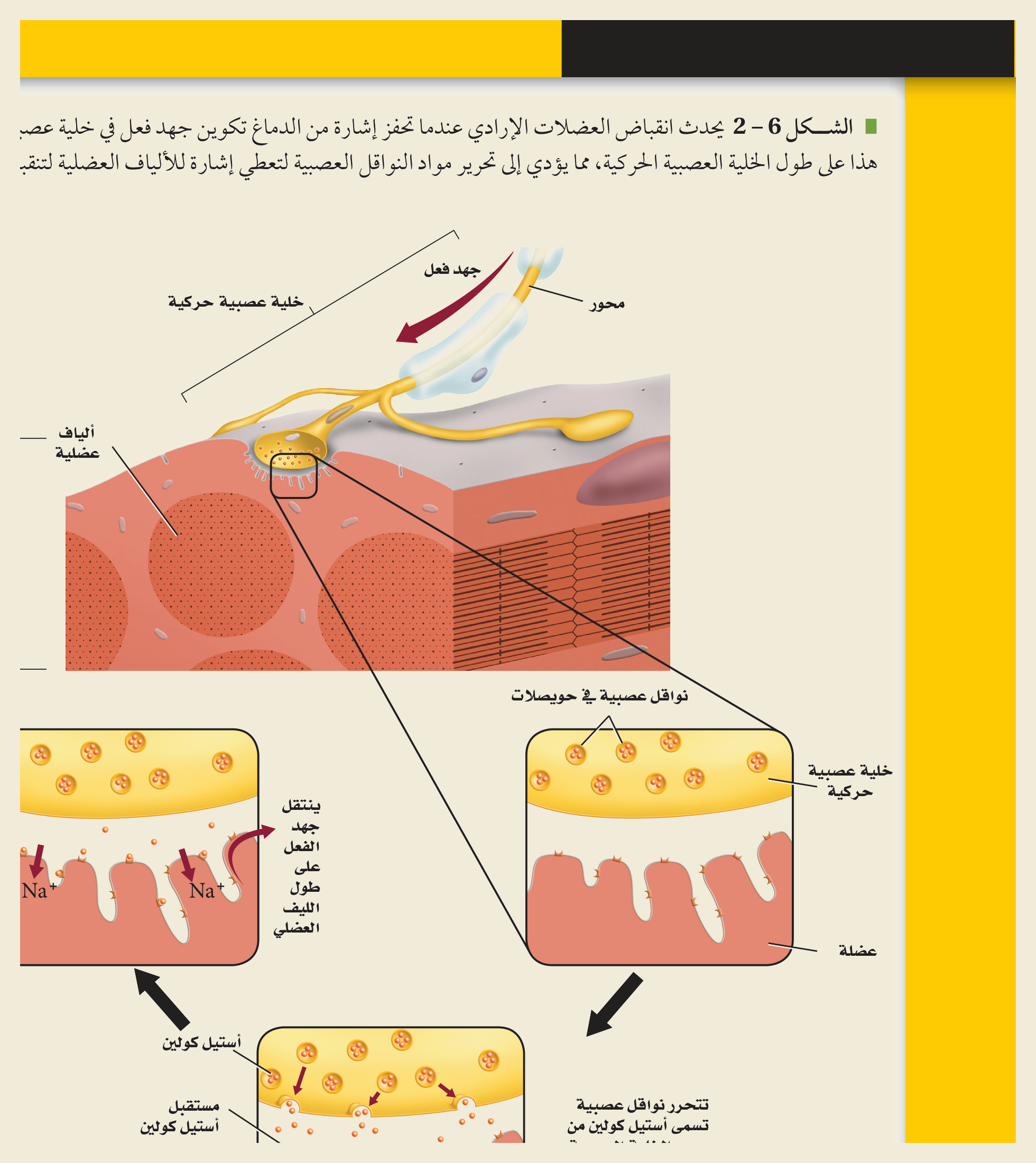 جهد الفعل (كتاب الأحياء): عند وصول السيالة تندفع أيونات الصوديوم Na⁺ إلى داخل الخلية العصبية فتنعكس شحنةُ الغشاء (إزالة الاستقطاب)، ثمّ تعود بخروج البوتاسيوم K⁺ — فينتقل جهدُ الفعل على طول المحور.