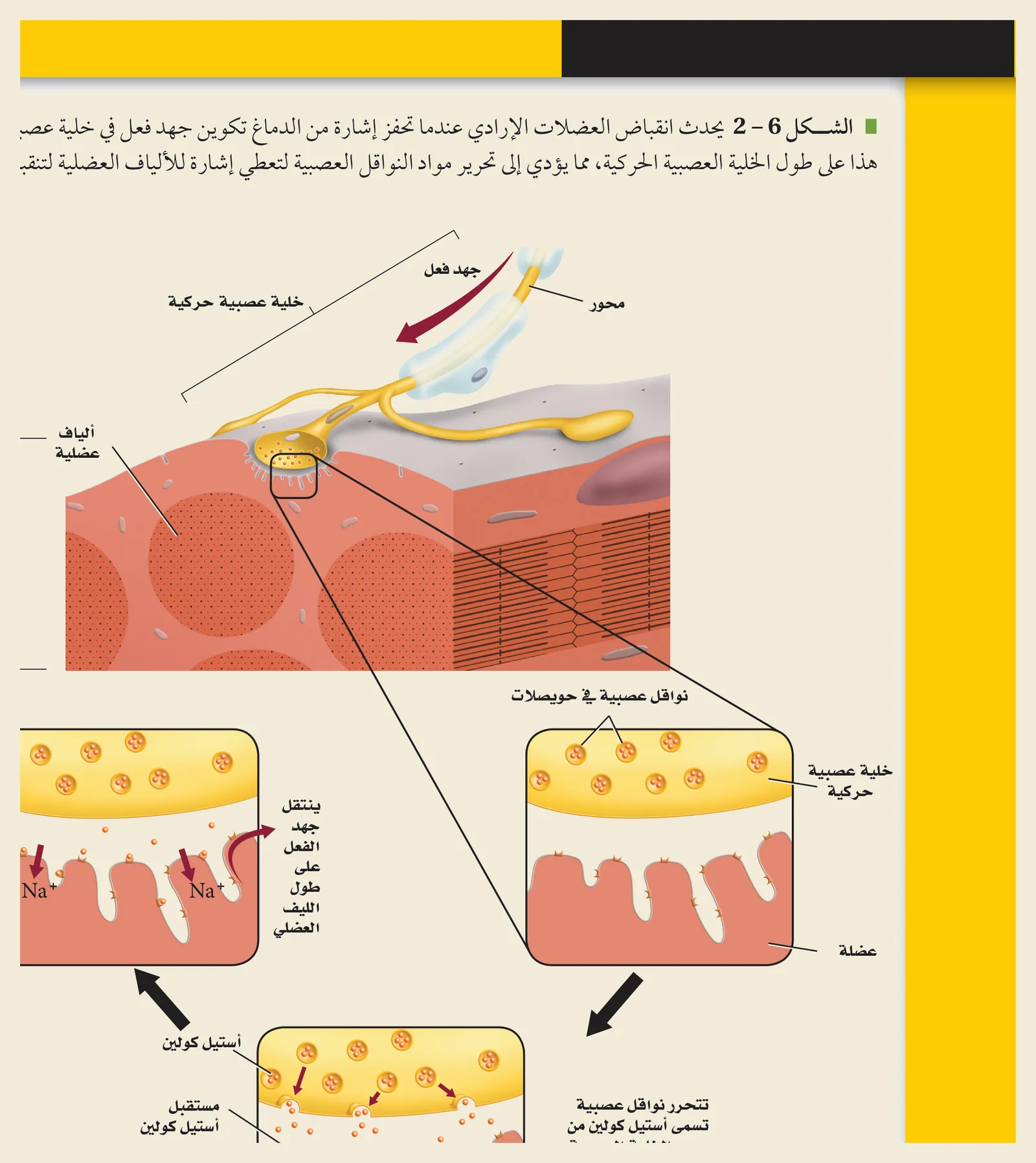 جهد الفعل (كتاب الأحياء): عند وصول السيالة تندفع أيونات الصوديوم Na⁺ إلى داخل الخلية العصبية فتنعكس شحنةُ الغشاء (إزالة الاستقطاب)، ثمّ تعود بخروج البوتاسيوم K⁺ — فينتقل جهدُ الفعل على طول المحور.