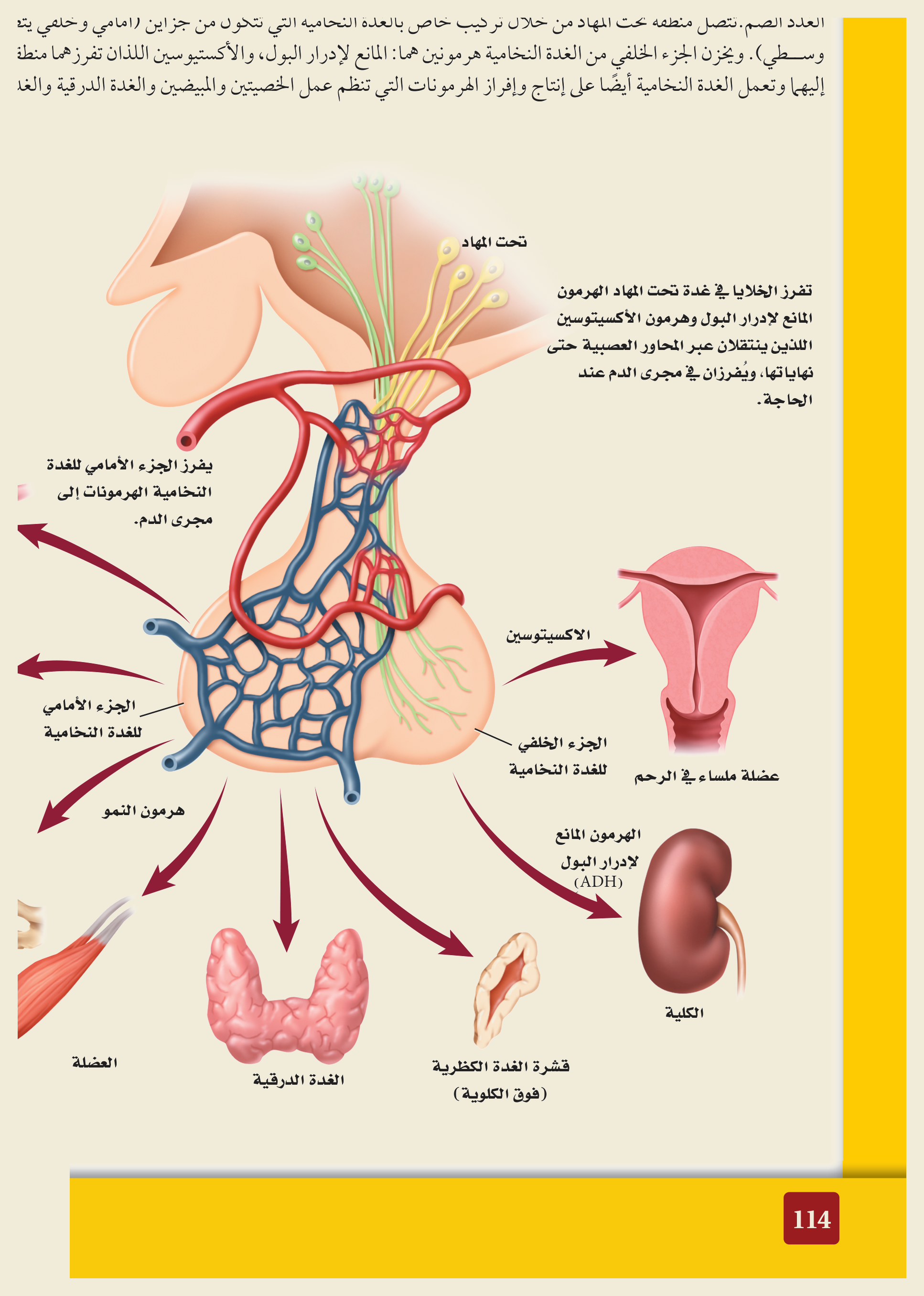تحت المهاد والغدة النخامية والأعضاء الهدف (الشكل ٢٠‑٤، كتاب الأحياء): يتحكّم تحت المهاد في الغدة النخامية (بجزأيها الأمامي والخلفي) التي تفرز الأكسيتوسين وADH وهرمون النمو وهرموناتٍ تنظّم المبيض والرحم والدرقية والكظرية والكلية.