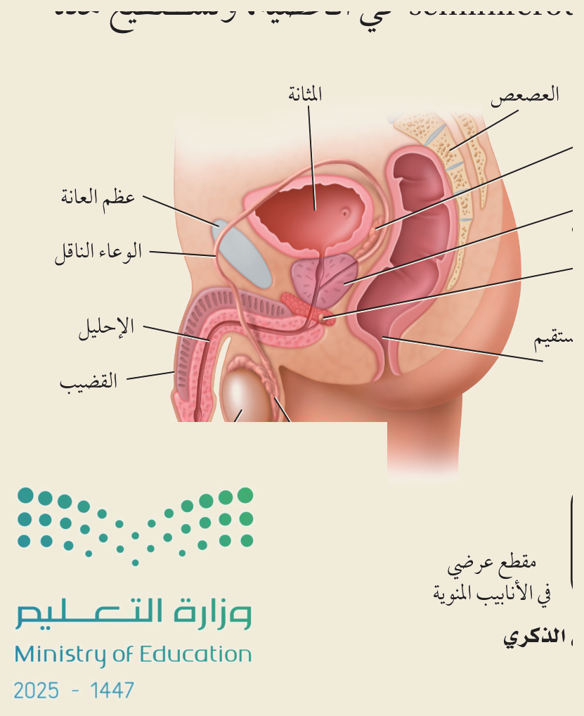 الجهاز التناسلي الذكري (الشكل ١‑٥، كتاب الأحياء): المثانة والوعاء الناقل والإحليل والقصيب والمستقيم — وموضعُ الأنابيب المنوية في الخصية حيث تُنتَج الحيوانات المنوية.