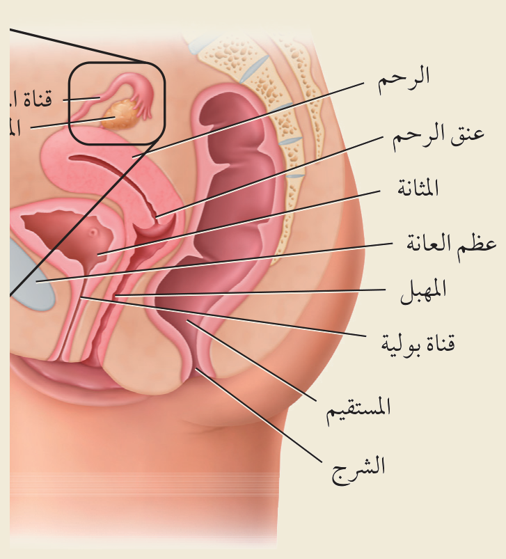 الجهاز التناسلي الأنثوي (الشكل ٤‑٥، كتاب الأحياء): المبيض وقناة البيض والرحم وعنق الرحم والمهبل — والمثانة والمستقيم المجاوران.