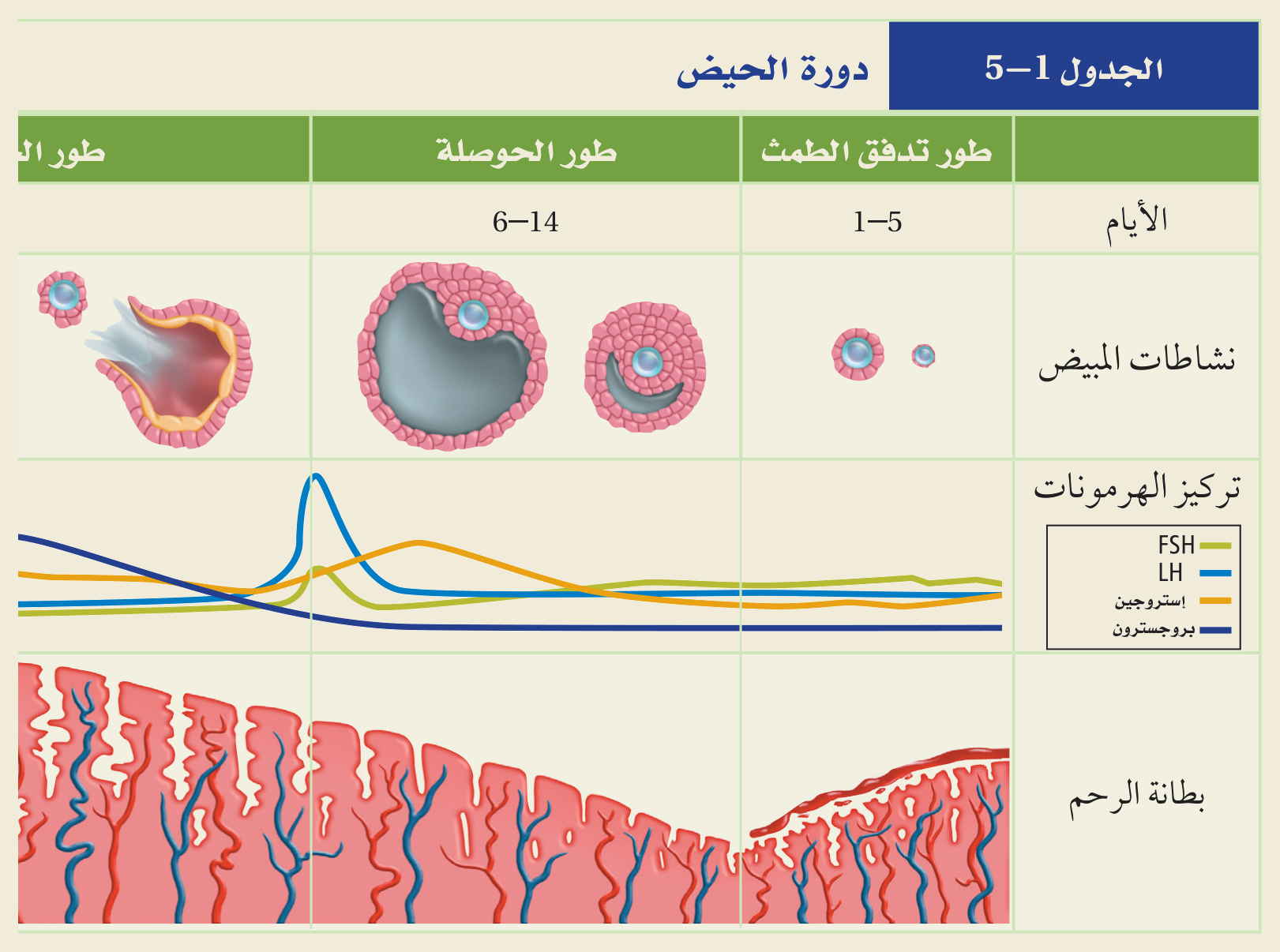 دورة الحيض (الجدول ١‑٥، كتاب الأحياء): على مدى ٢٨ يومًا تتغيّر نشاطاتُ المبيض وتركيزُ هرمونات FSH وLH والإستروجين والبروجسترون، فتتبدّل بطانةُ الرحم عبر أطوار الطمث والحوصلة والجسم الأصفر.