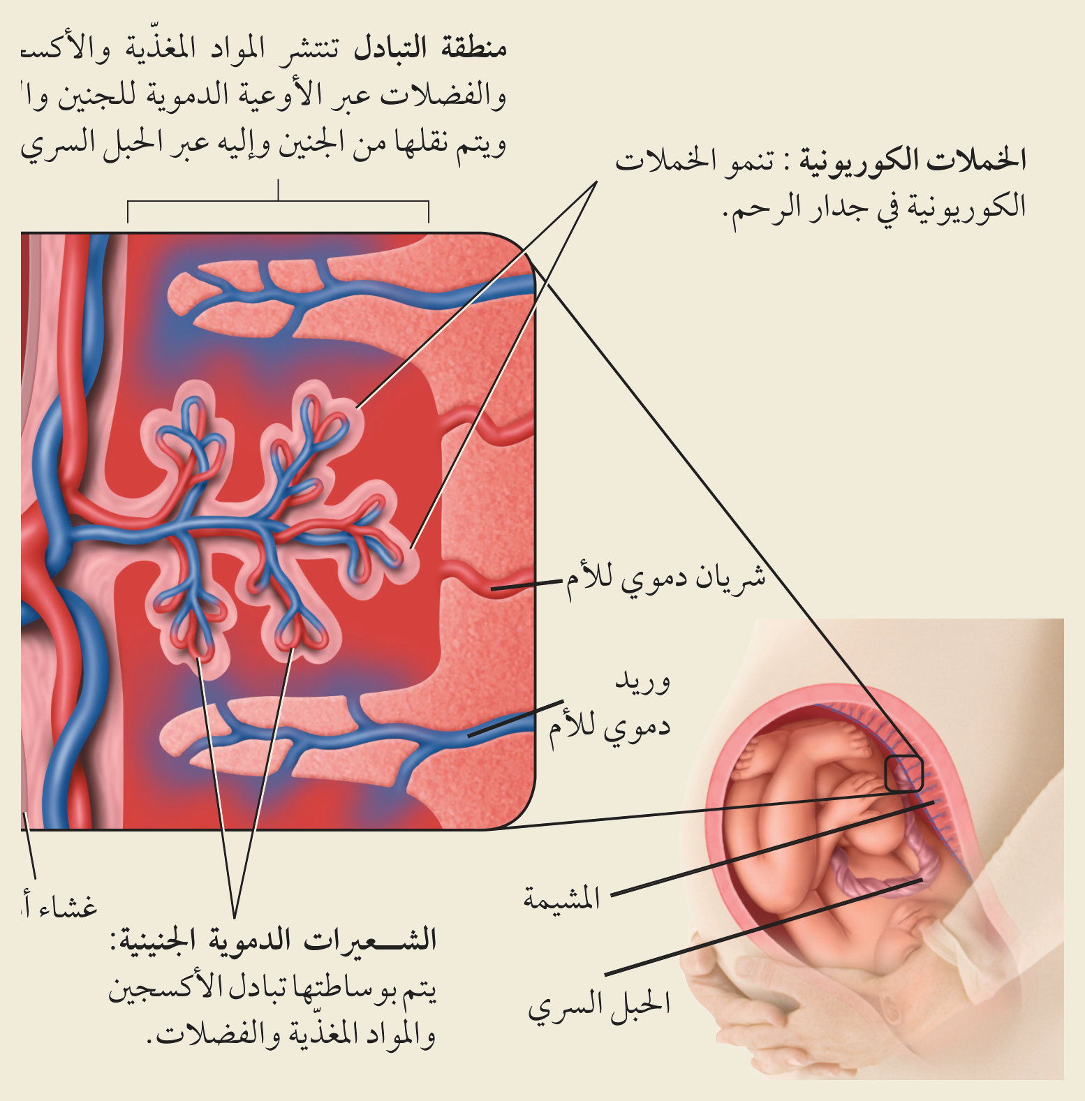 المشيمة (الشكل ٥‑١٠، كتاب الأحياء): في منطقة التبادل تتشابك الخملاتُ الكوريونية مع أوعية الأم، فتنتقل الأكسجينُ والموادُّ الغذائية إلى الجنين وتُطرَح الفضلاتُ عبر الحبل السري.