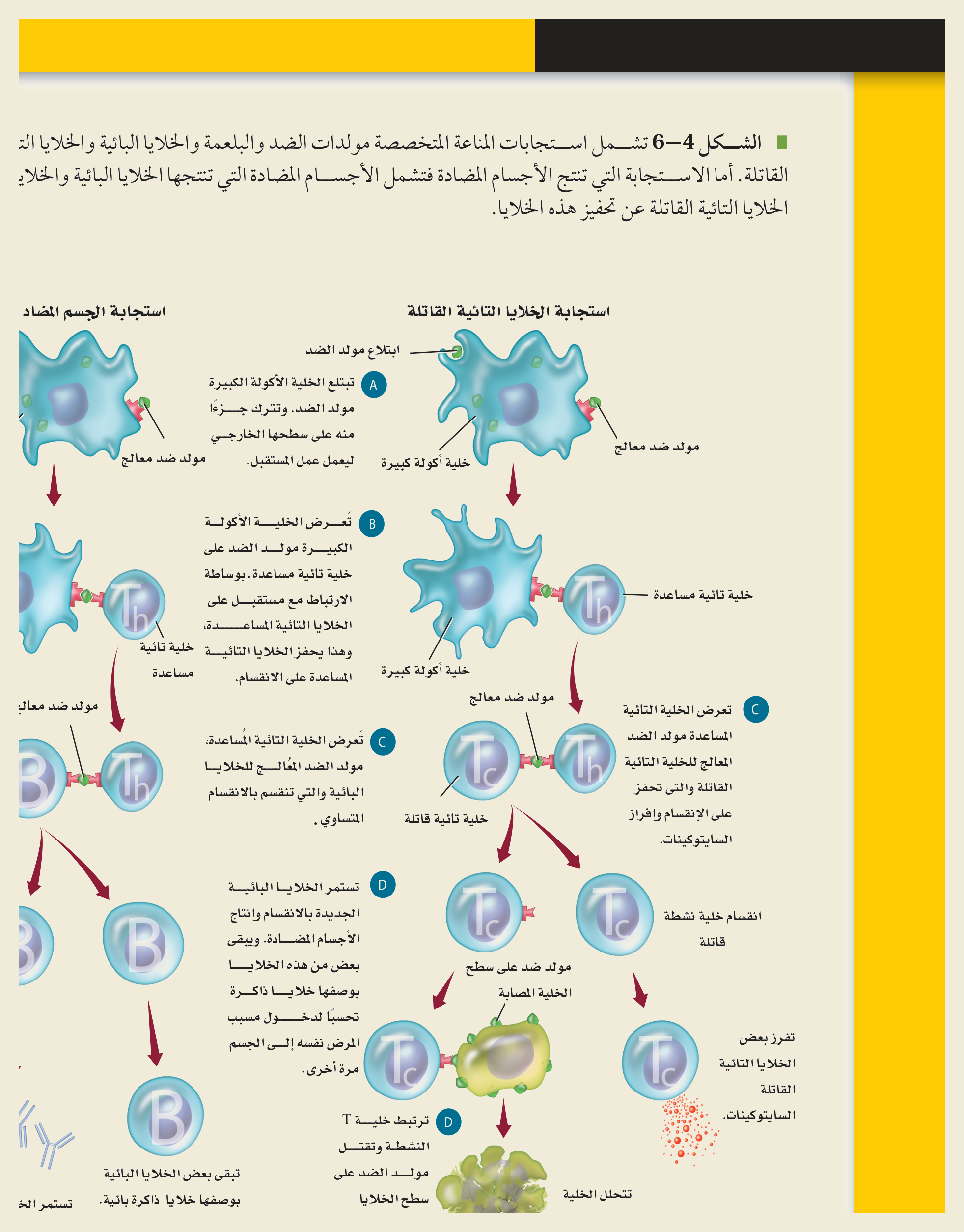 الاستجابة المناعية المتخصّصة (الشكل ٤‑٩، كتاب الأحياء): استجابةُ الخلايا التائية القاتلة للخلايا المصابة، واستجابةُ الجسم المضاد إذ تُنتج الخلايا البائيةُ الأجسامَ المضادة وتتكوّن خلايا الذاكرة.