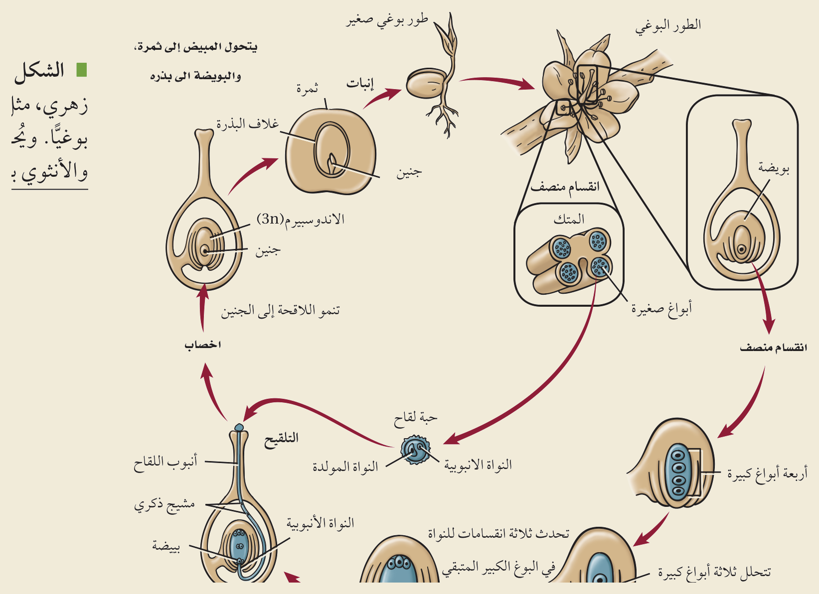 دورة حياة النبات الزهري (الشكل ٧‑٧، كتاب الأحياء): تعاقب الأجيال — الطور البوغي والمشيجي، انقسام منصف، التلقيح، أنبوب اللقاح، الإخصاب المزدوج، الإندوسبيرم (3n)، البذرة.