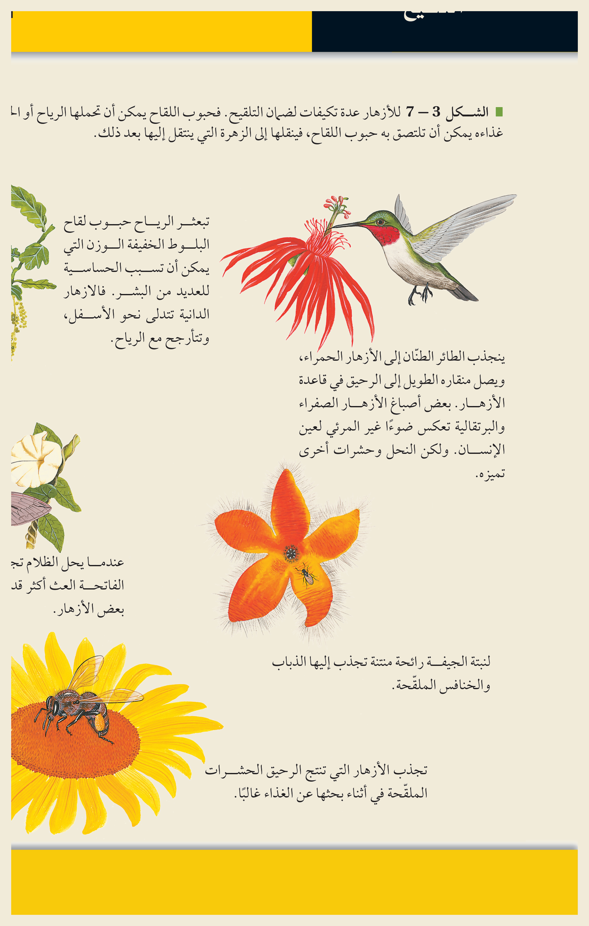 تكيّفات التلقيح (الشكل ٣‑٧، كتاب الأحياء): تحمل الرياحُ حبوبَ لقاح الأزهار الخفيّة، بينما تجذب الأزهارُ الملوّنة ذاتُ الرحيق الملقِّحاتِ الحيوانية — كالطائر الطنّان إلى الأزهار الحمراء والنحل إلى دوّار الشمس.