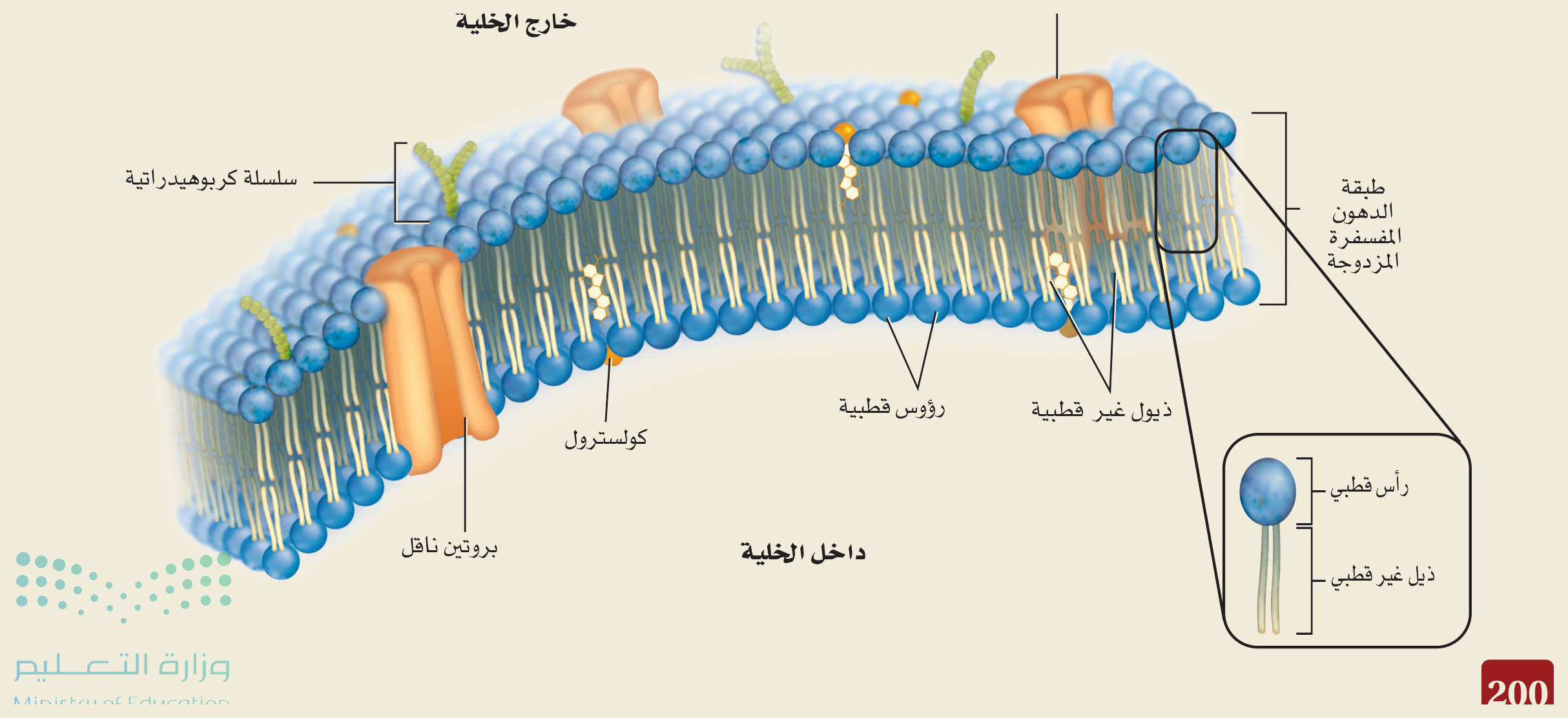 الغشاء البلازمي (الشكل ١‑٨، كتاب الأحياء): طبقةُ الدهون المفسفرة المزدوجة برؤوسٍ قطبية وذيولٍ غير قطبية، يتخلّلها بروتينُ الغشاء وبروتينٌ ناقل وكولسترول وسلسلةٌ كربوهيدراتية — فيكون الغشاءُ انتقائيَّ النفاذية.