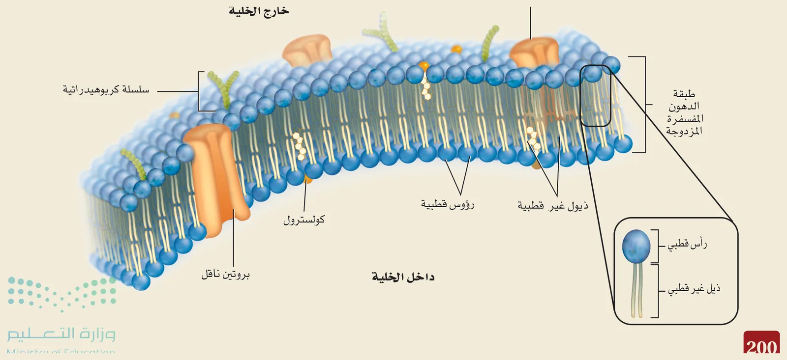 الغشاء البلازمي (الشكل ١‑٨، كتاب الأحياء): طبقةُ الدهون المفسفرة المزدوجة برؤوسٍ قطبية وذيولٍ غير قطبية، يتخلّلها بروتينُ الغشاء وبروتينٌ ناقل وكولسترول وسلسلةٌ كربوهيدراتية — فيكون الغشاءُ انتقائيَّ النفاذية.