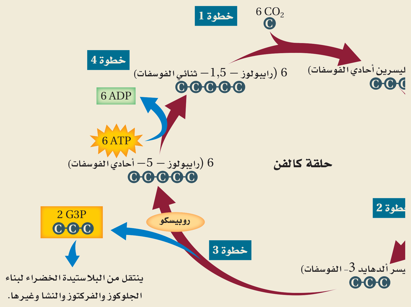 حلقة كالفن (الشكل ٩‑٩، كتاب الأحياء): تثبيت CO₂ على رايبولوز ١٫٥-ثنائي الفوسفات بإنزيم روبيسكو، ثم اختزال إلى جليسرين أحادي الفوسفات (G3P) باستهلاك ATP وNADPH.