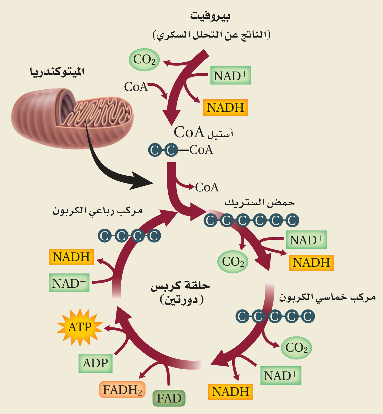 حلقة كربس (الشكل ١٣‑٩، كتاب الأحياء): في الميتوكندريون يتحوّل البيروفيت إلى أستيل CoA فحمض الستريك، فتنطلق CO₂ وتتكوّن NADH وFADH₂ وATP.