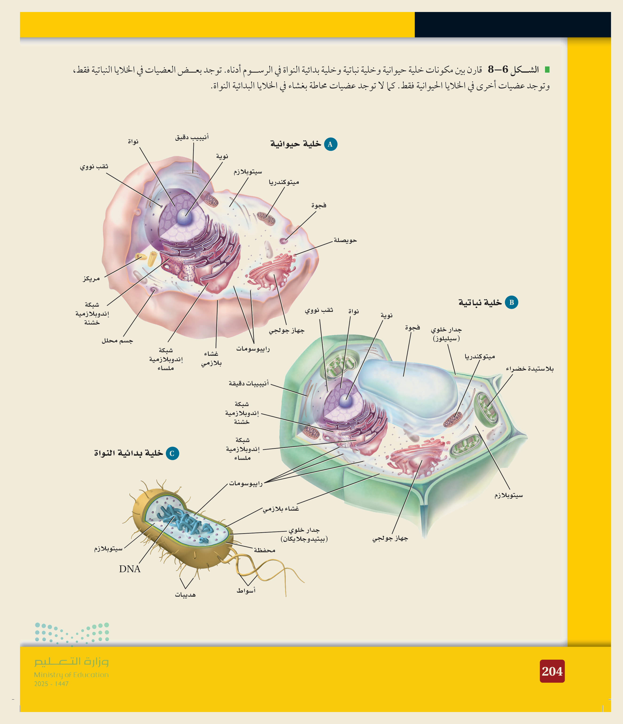 مقارنة الخلايا (الشكل ٦‑٨، كتاب الأحياء): الخليةُ الحيوانية (بمريكزات، بلا جدار)، والنباتية (بجدارٍ سليلوزي وبلاستيداتٍ خضراء وفجوةٍ كبيرة)، والبدائيةُ النواة (بـ DNA حرٍّ وجدارٍ من الببتيدوجلايكان وأسواط، بلا عضيّاتٍ محاطةٍ بغشاء).