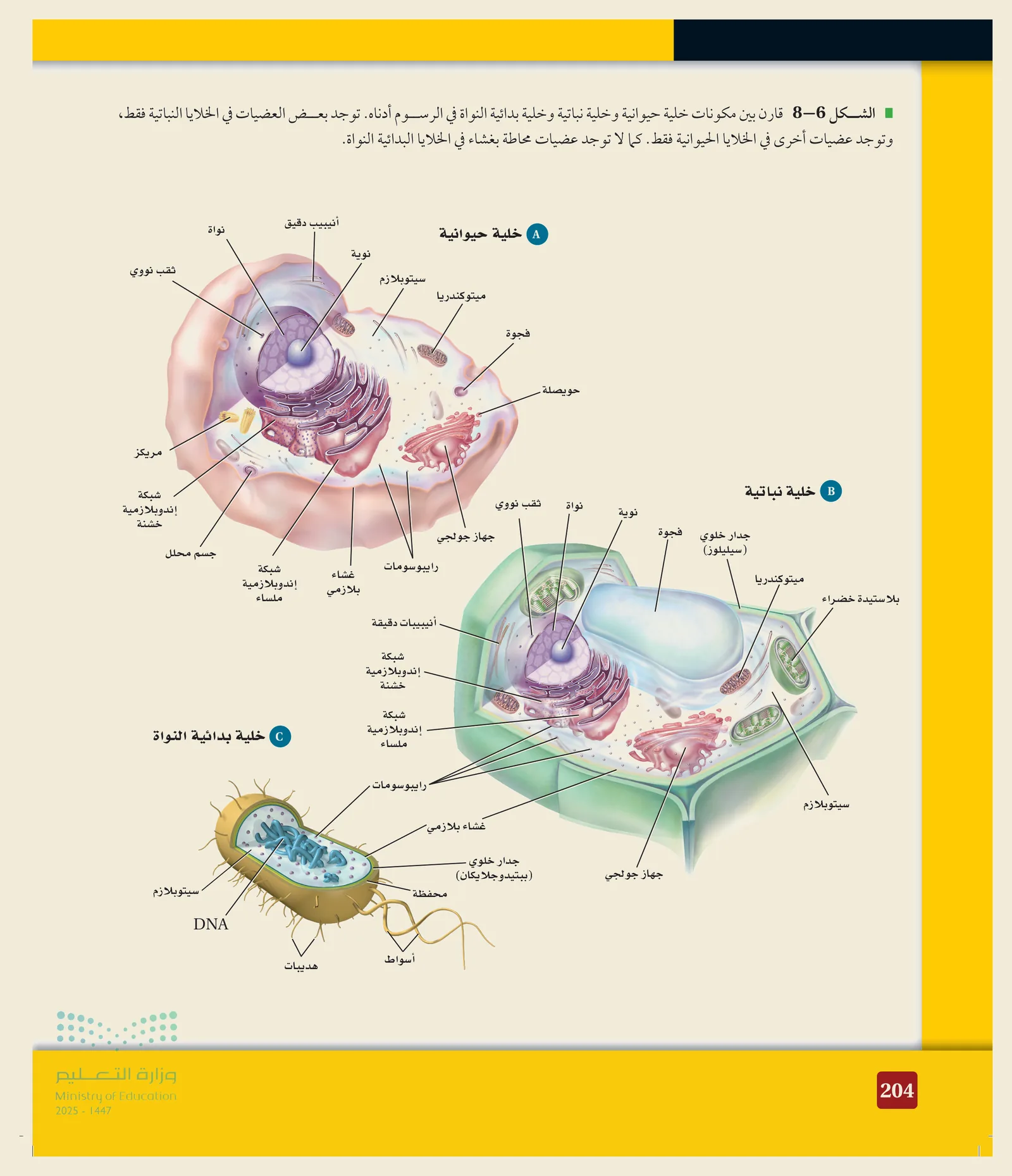 مقارنة الخلايا (الشكل ٦‑٨، كتاب الأحياء): الخليةُ الحيوانية (بمريكزات، بلا جدار)، والنباتية (بجدارٍ سليلوزي وبلاستيداتٍ خضراء وفجوةٍ كبيرة)، والبدائيةُ النواة (بـ DNA حرٍّ وجدارٍ من الببتيدوجلايكان وأسواط، بلا عضيّاتٍ محاطةٍ بغشاء).