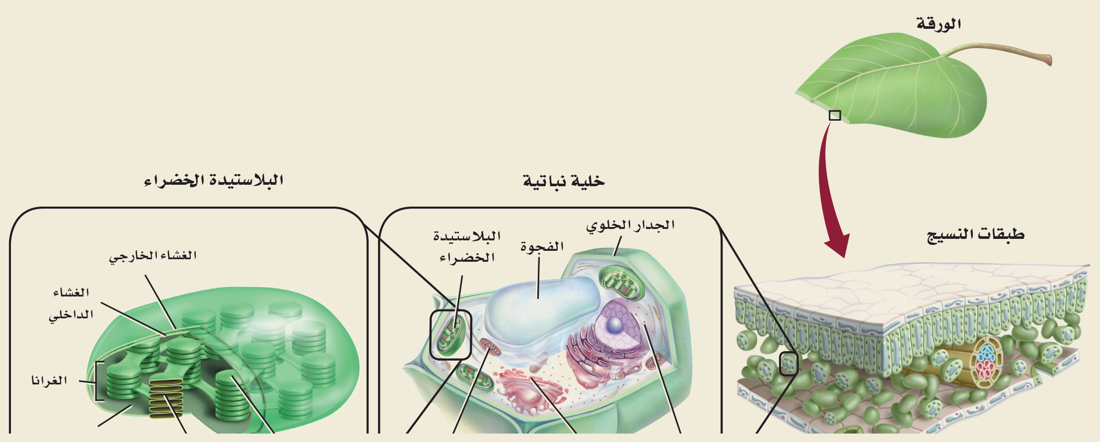 تركيب الورقة والبلاستيدة الخضراء (كتاب الأحياء): الورقة ← الخلية النباتية ← البلاستيدة الخضراء (الغشاءان الخارجي والداخلي، الجرانا) موضع التفاعلات الضوئية.