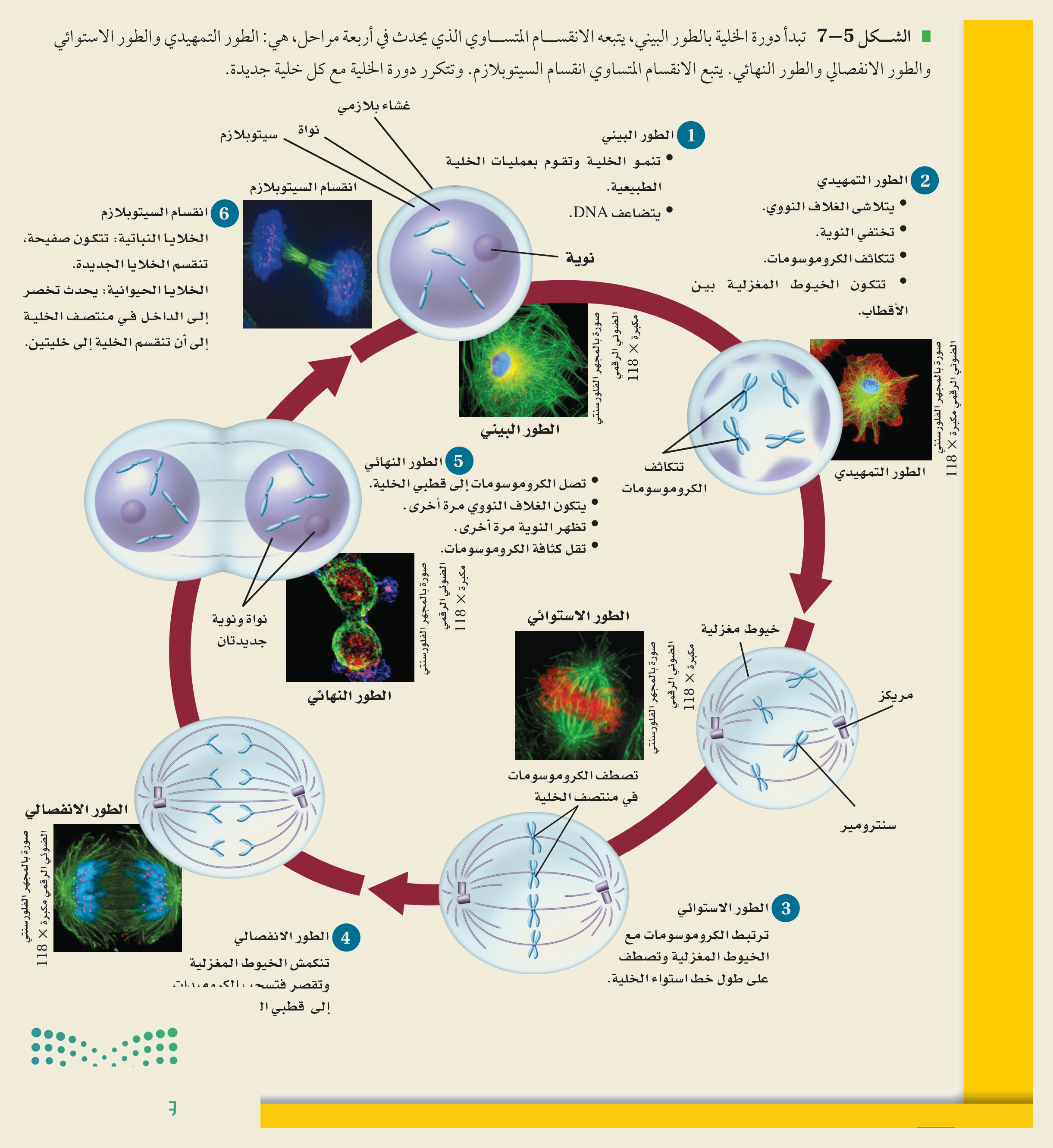 أطوار الانقسام المتساوي (الشكل ٥‑٧، كتاب الأحياء): الطور البيني (G₁/S/G₂) ثم التمهيدي فالاستوائي فالانفصالي فالنهائي ثم انقسام السيتوبلازم — خليتان متطابقتان.