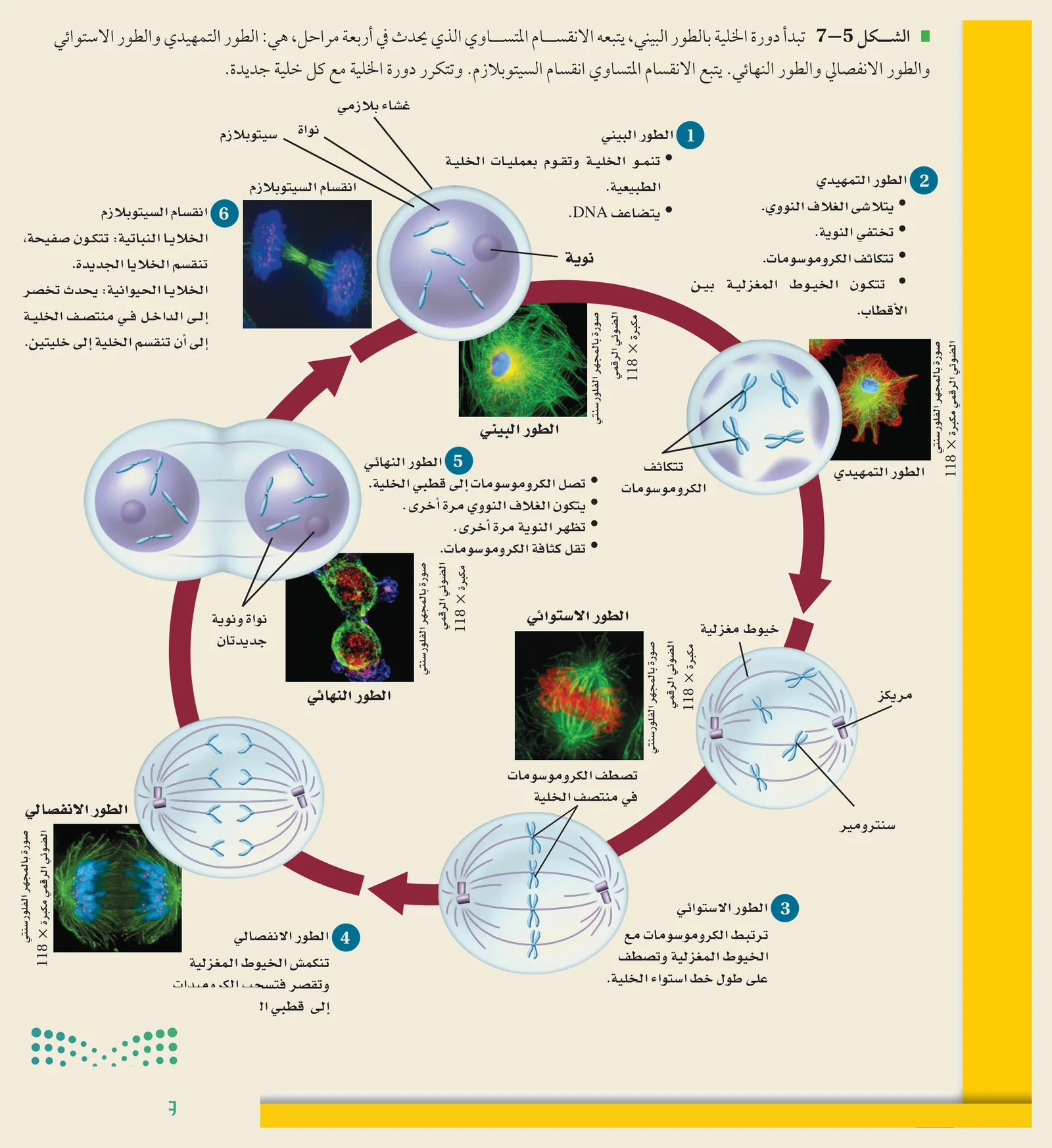 أطوار الانقسام المتساوي (الشكل ٥‑٧، كتاب الأحياء): الطور البيني (G₁/S/G₂) ثم التمهيدي فالاستوائي فالانفصالي فالنهائي ثم انقسام السيتوبلازم — خليتان متطابقتان.