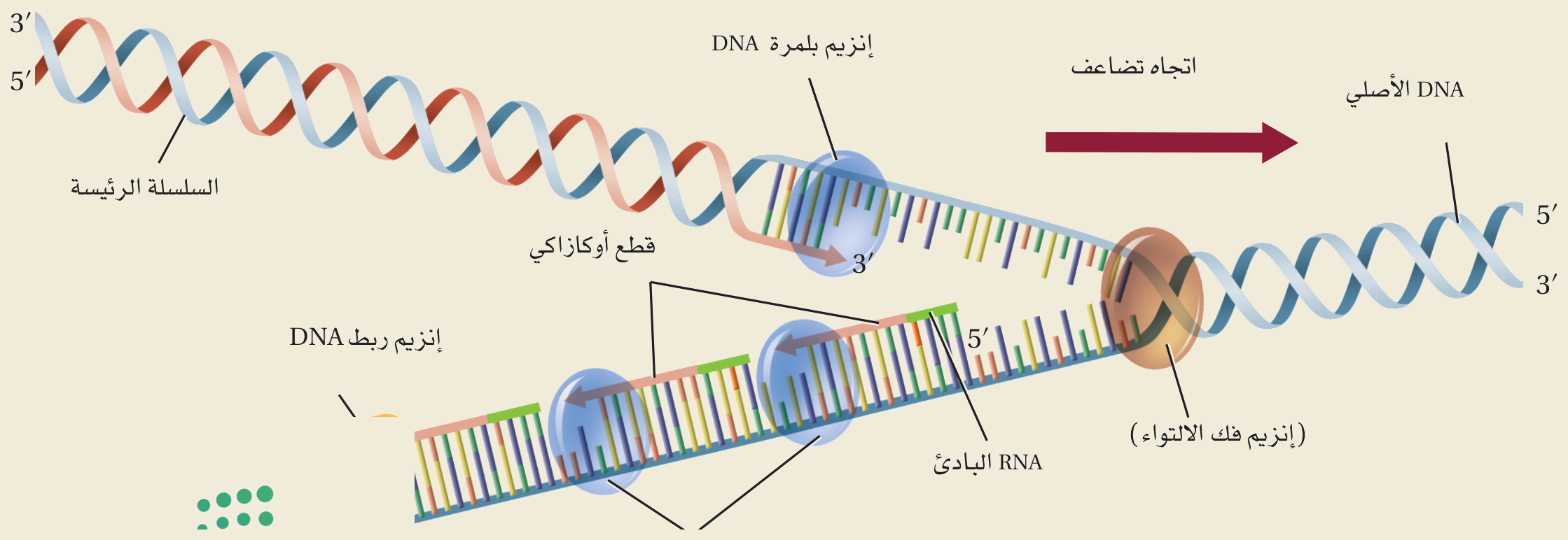 تضاعف DNA شبه المحافظ (الشكل ١٠‑١٢ من كتاب الأحياء): يفكّ إنزيمُ الهليكيز التواءَ السلسلتين، ثم تبني إنزيماتُ بلمرة DNA سلسلتين جديدتين متمّمتين — السلسلةُ الرئيسة متّصلة، والأخرى قطعٌ أوكازاكية يربطها إنزيمُ الربط — فتنتج نسختان في كلٍّ منهما سلسلةٌ أصليةٌ وأخرى جديدة.