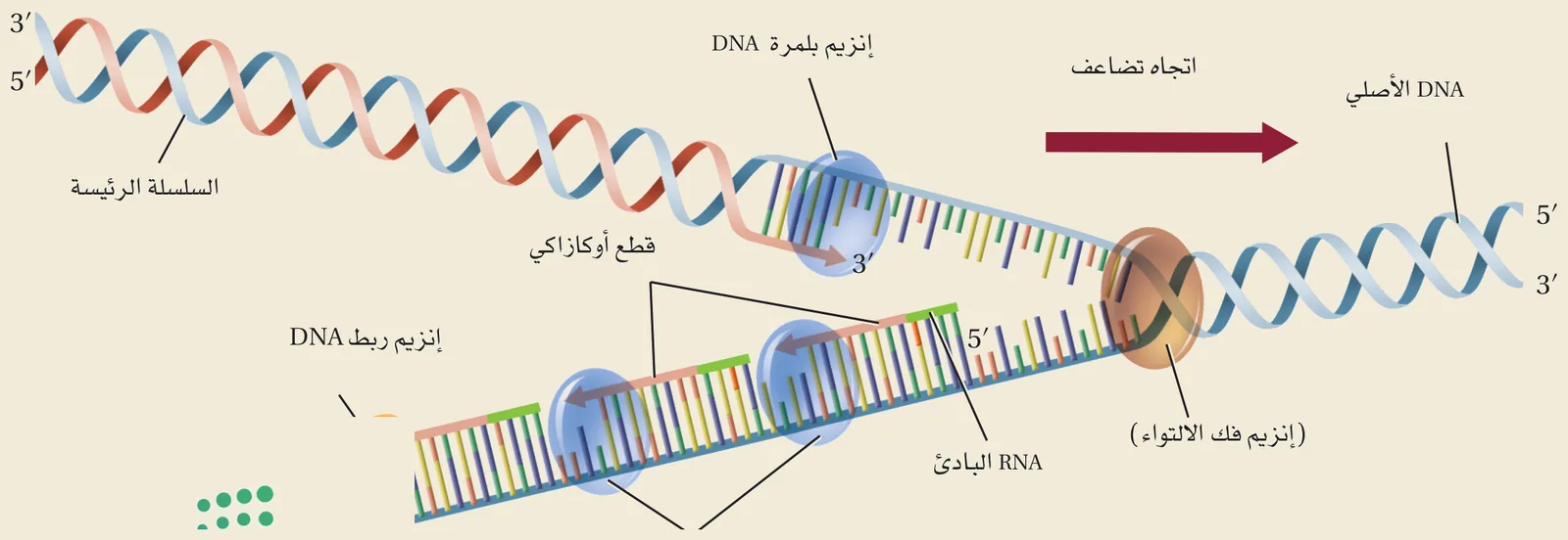 تضاعف DNA شبه المحافظ (الشكل ١٠‑١٢ من كتاب الأحياء): يفكّ إنزيمُ الهليكيز التواءَ السلسلتين، ثم تبني إنزيماتُ بلمرة DNA سلسلتين جديدتين متمّمتين — السلسلةُ الرئيسة متّصلة، والأخرى قطعٌ أوكازاكية يربطها إنزيمُ الربط — فتنتج نسختان في كلٍّ منهما سلسلةٌ أصليةٌ وأخرى جديدة.