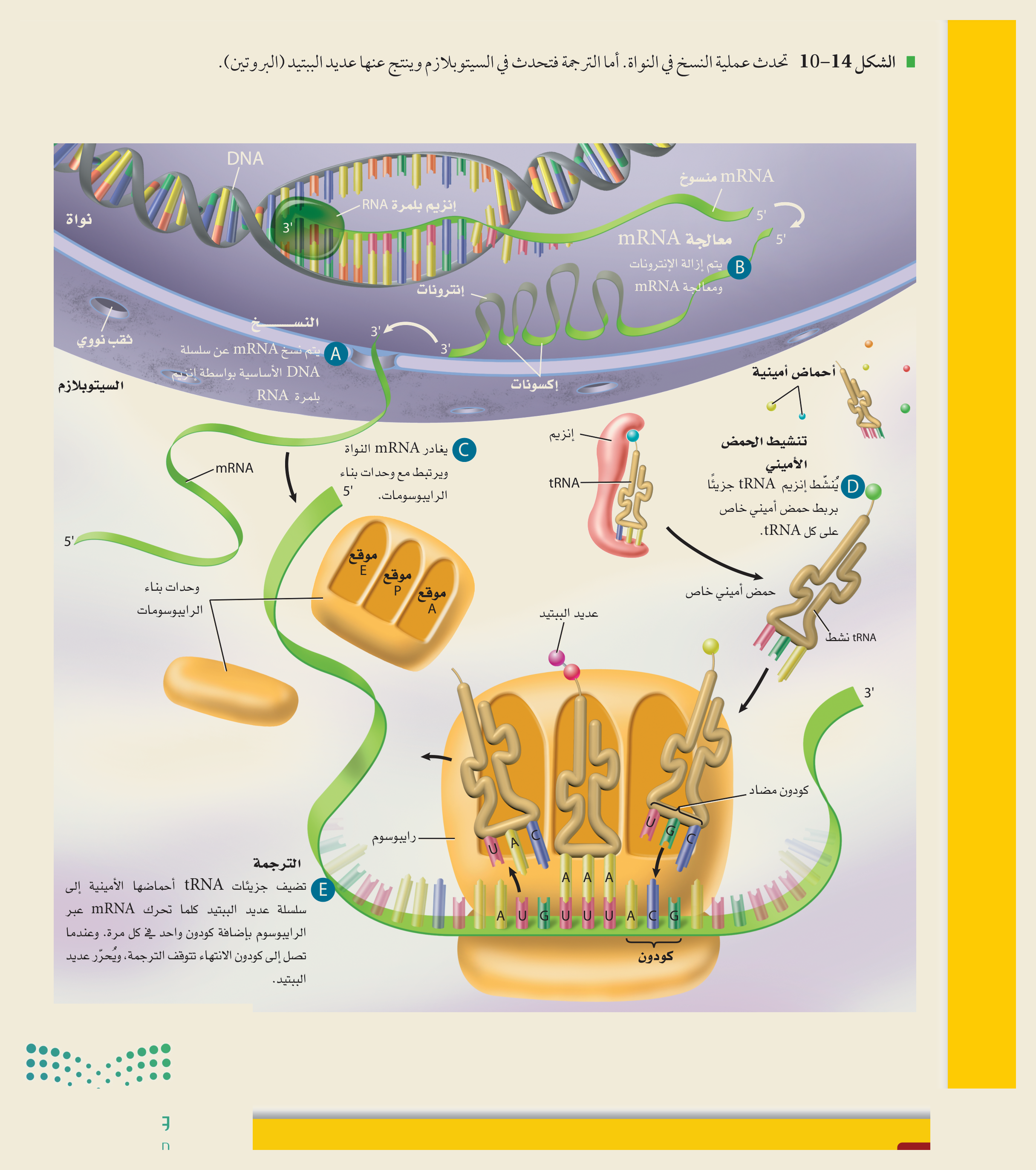 النسخ والترجمة (الشكل ١٠‑١٤، كتاب الأحياء): النسخ في النواة (DNA←mRNA) ومعالجته، ثم الترجمة في الرايبوسوم (tRNA، كودون/كودون مضاد، موقعا A وP) لتكوين عديد الببتيد.