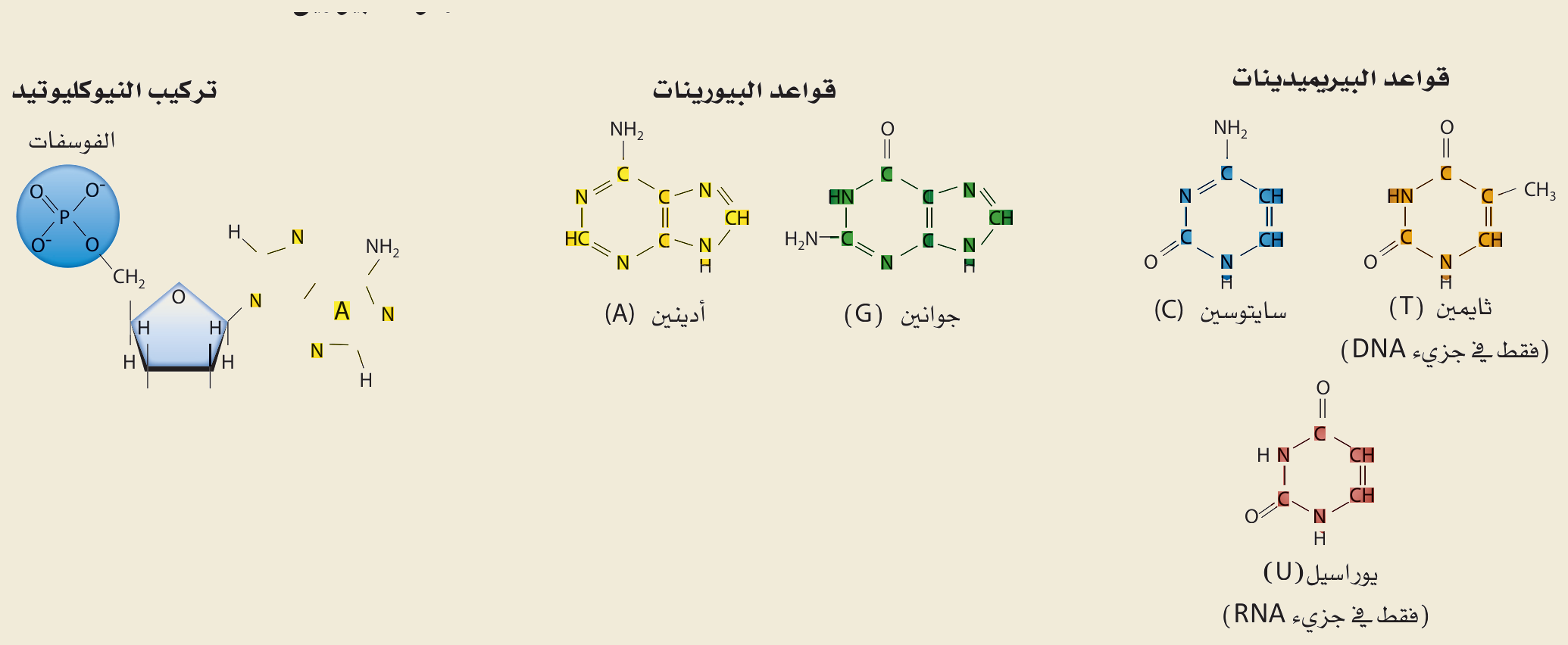 تركيب النيوكليوتيد والقواعد النيتروجينية (الشكل ٤‑١٠، كتاب الأحياء): النيوكليوتيد (فوسفات + سكر + قاعدة)، والبيورينات (أدينين، جوانين) والبيريميدينات (سايتوسين، ثايمين «DNA»، يوراسيل «RNA»).