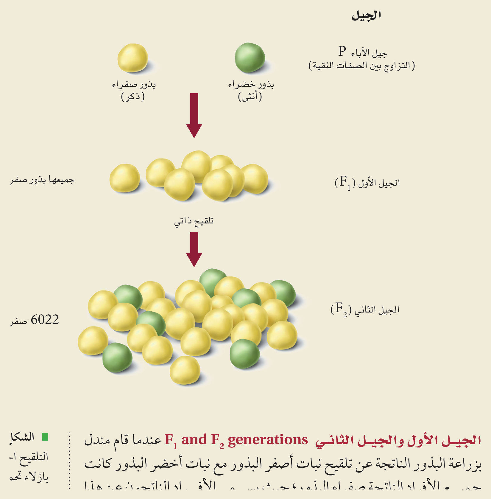 التزاوج الأحادي الهجين (الشكل ٨‑٧، كتاب الأحياء): تزاوجُ نبات بازلاءَ نقيِّ البذور الصفراء مع نقيِّ الخضراء يُعطي جيلًا أوّلَ F₁ كلُّه أصفر، ثمّ يُظهر التلقيحُ الذاتي في الجيل الثاني F₂ نسبةً ٣ صفراء : ١ خضراء (يغطّي السائدُ المتنحّي).