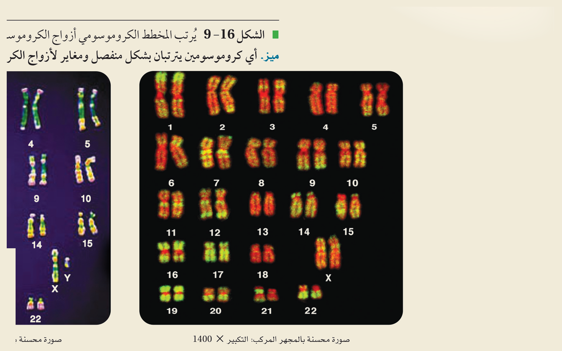 المخطط الكروموسومي / النمط النووي (الشكل ١٦‑٩، كتاب الأحياء): تُرتَّب كروموسوماتُ الخلية المتماثلةُ أزواجًا من الأطول إلى الأقصر (٢٢ زوجًا جسميًّا + زوجٌ جنسي XY ذكر / XX أنثى)، فيكشف اختلالاتٍ كإضافةِ نسخةٍ ثالثة للكروموسوم ٢١.